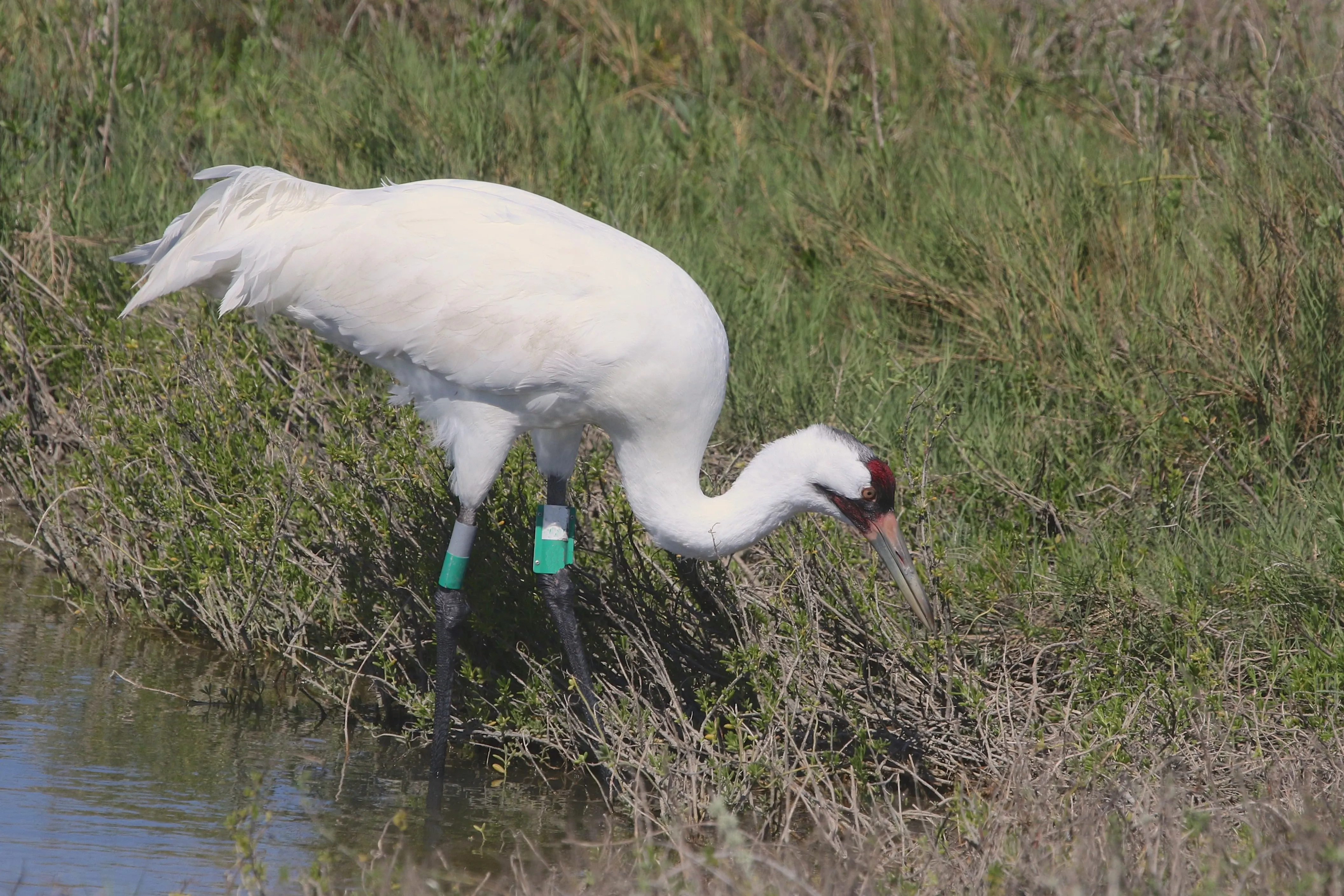 banded whooping crane