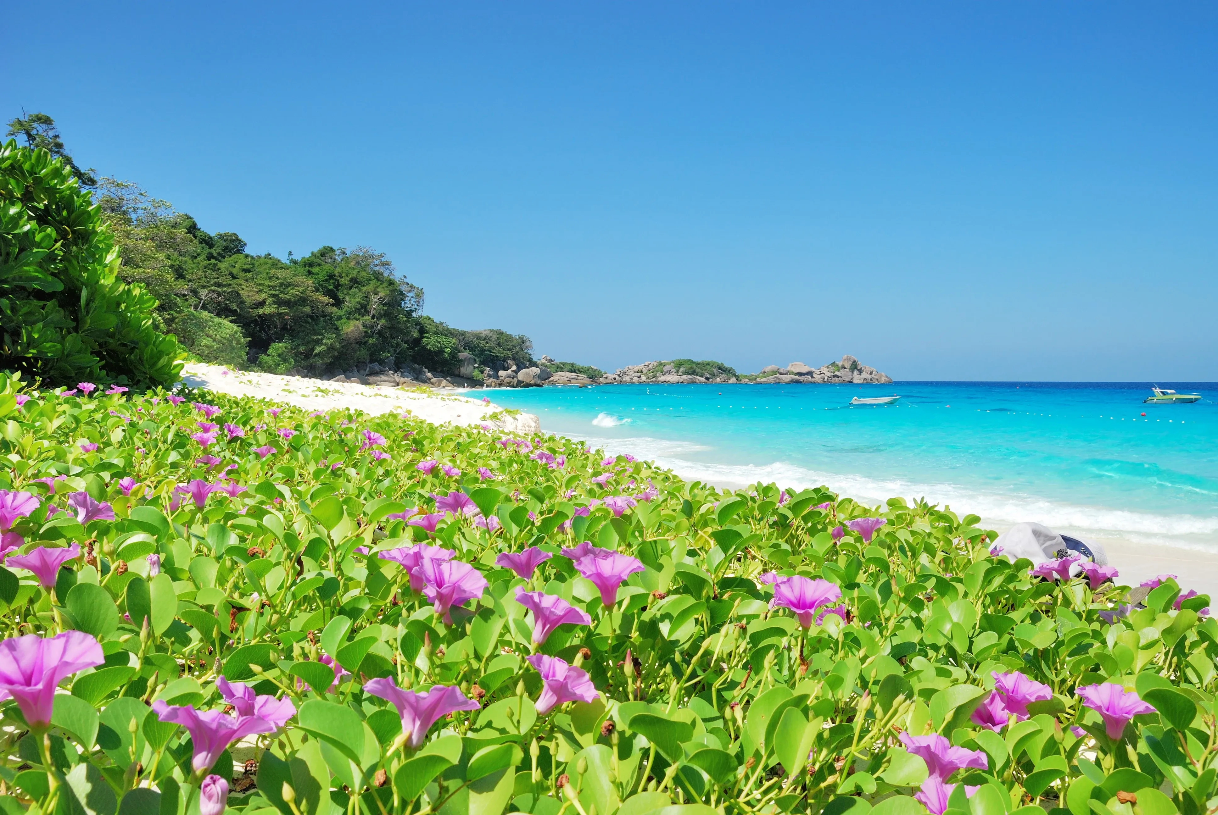 Wildflowers in Polynesia