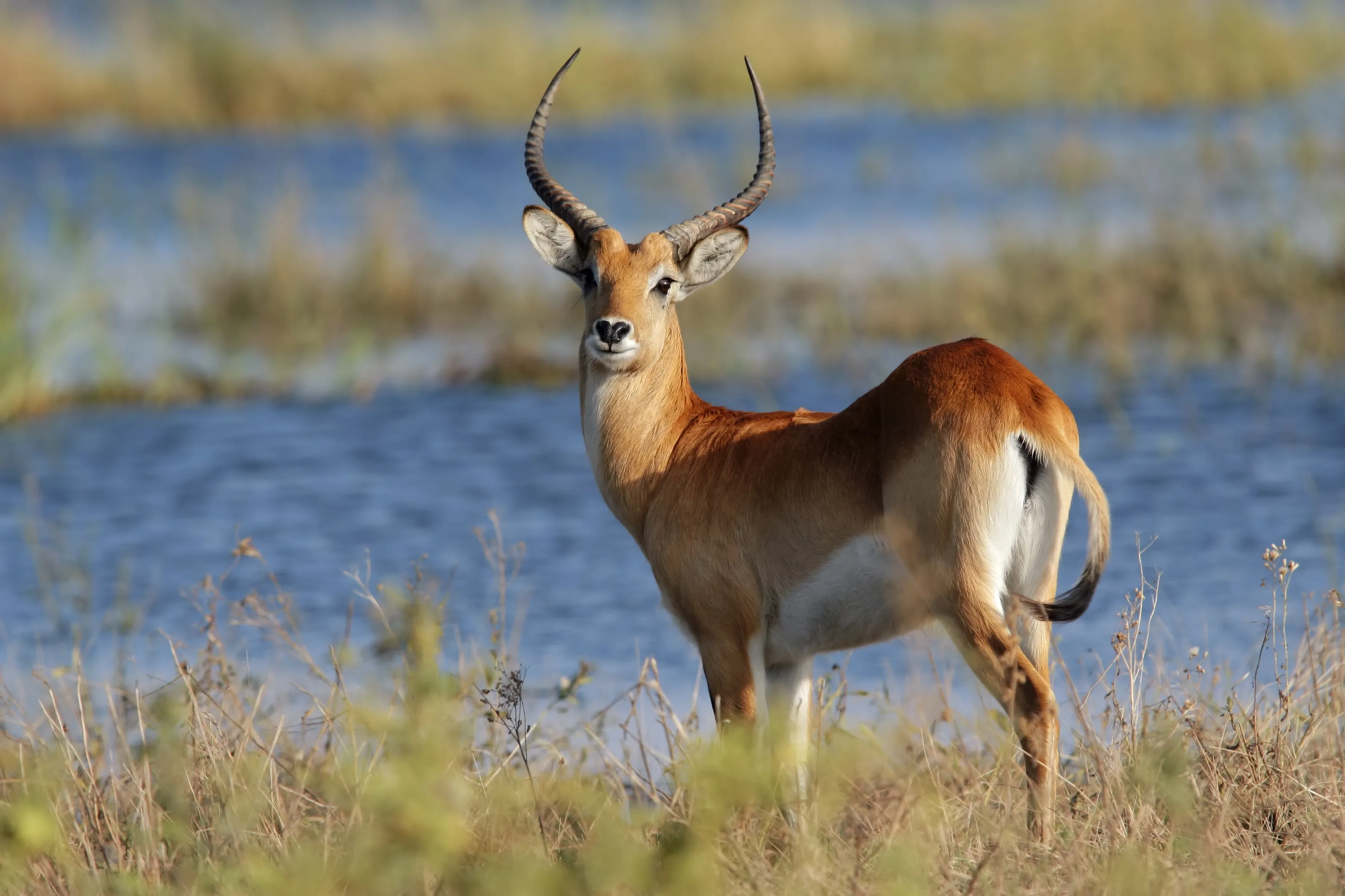 Red Lechwe in the Okavango Delta