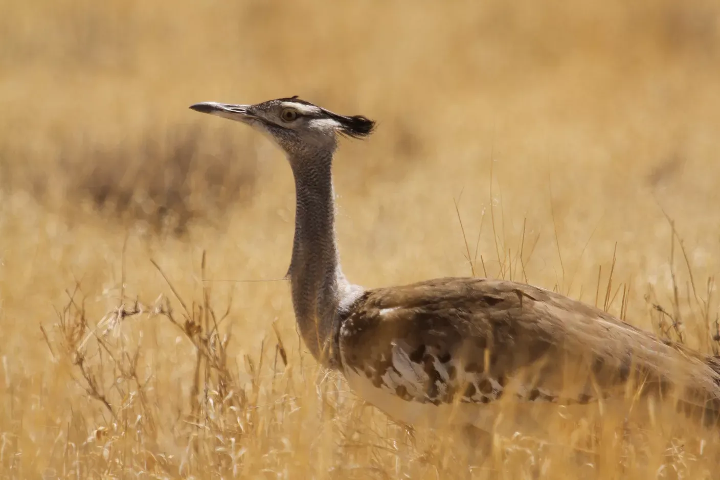 Kalahari Primitive Trail, Südafrika