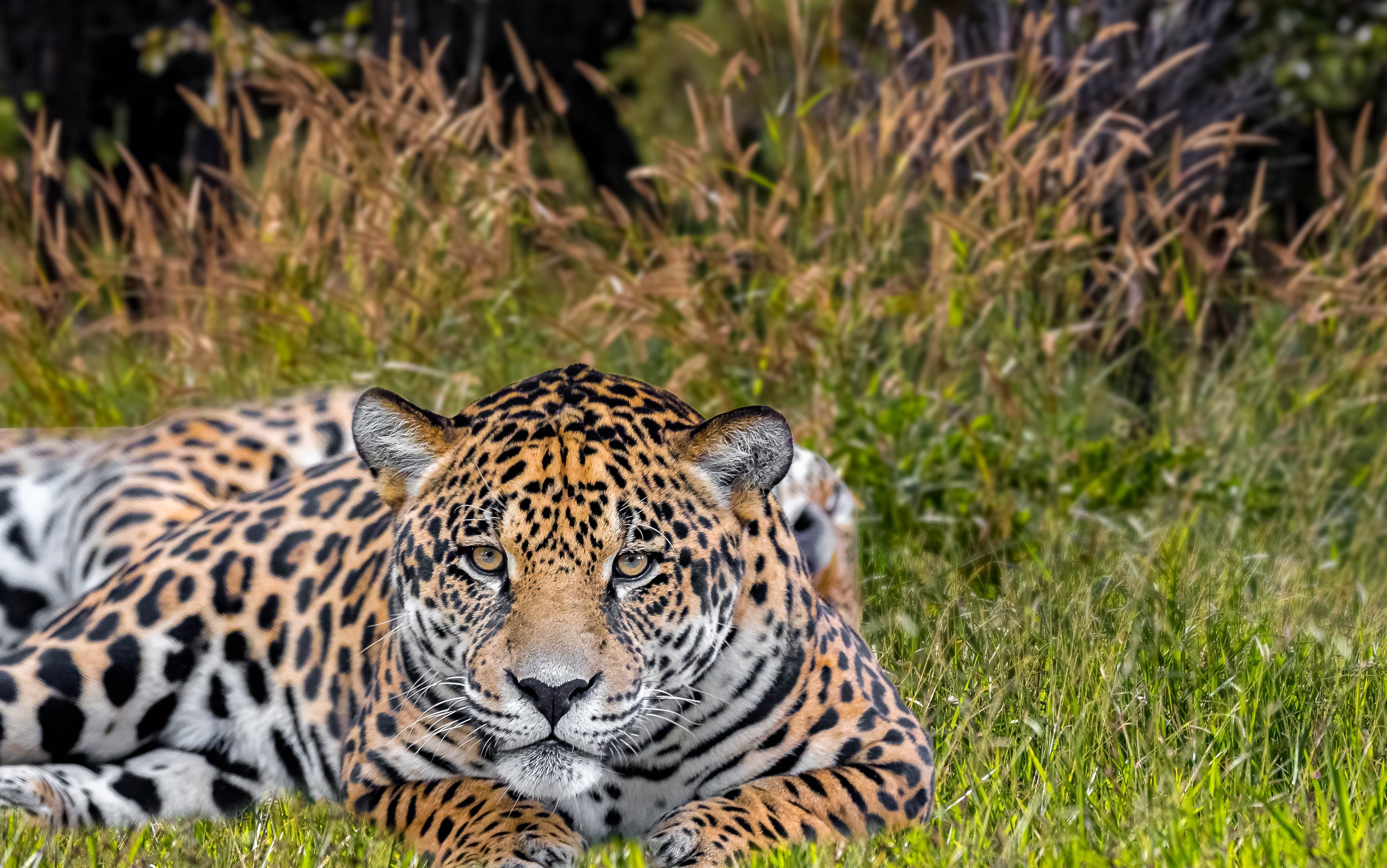 jaguar lying down