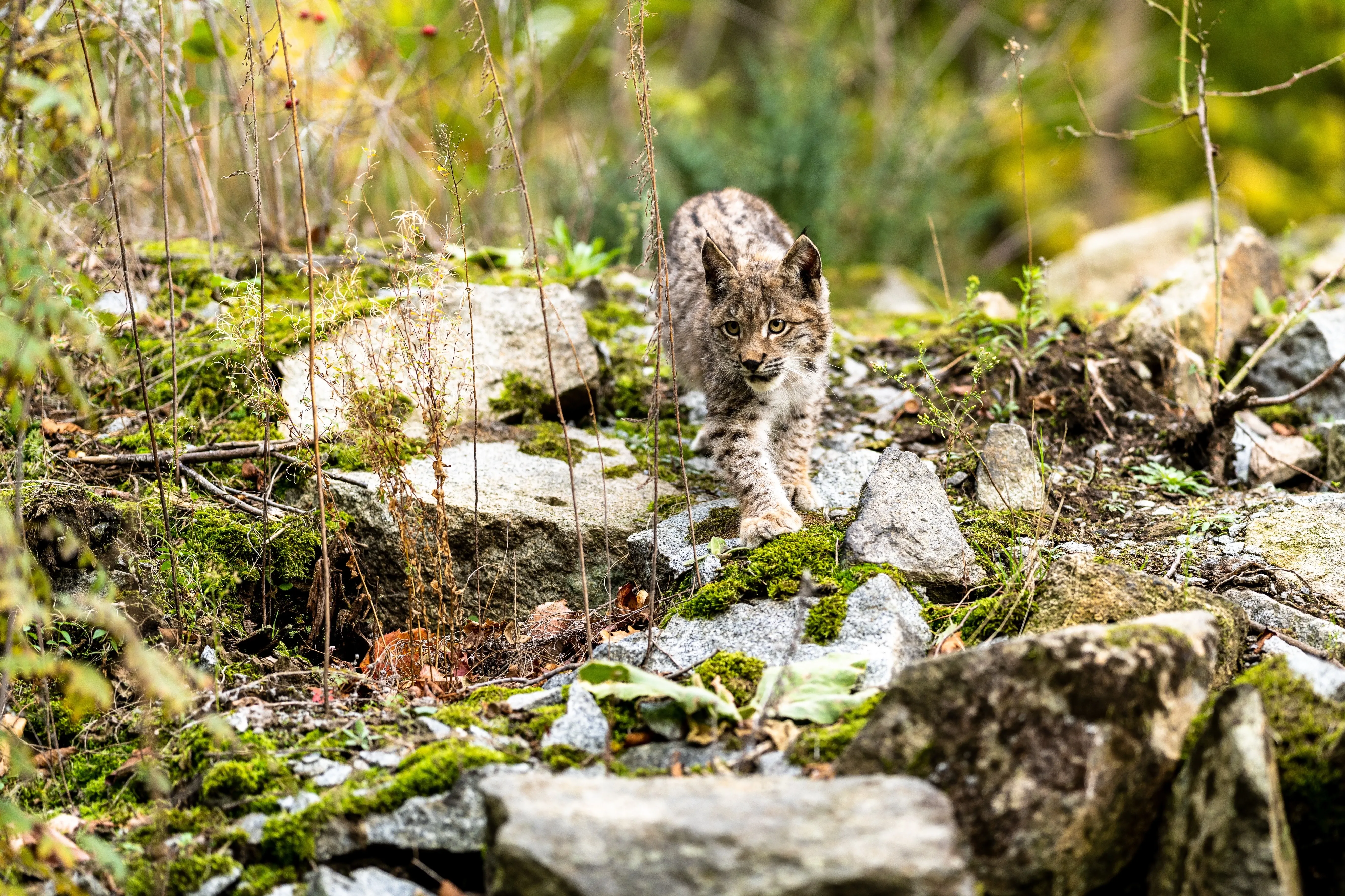 Lynx walking through boulder