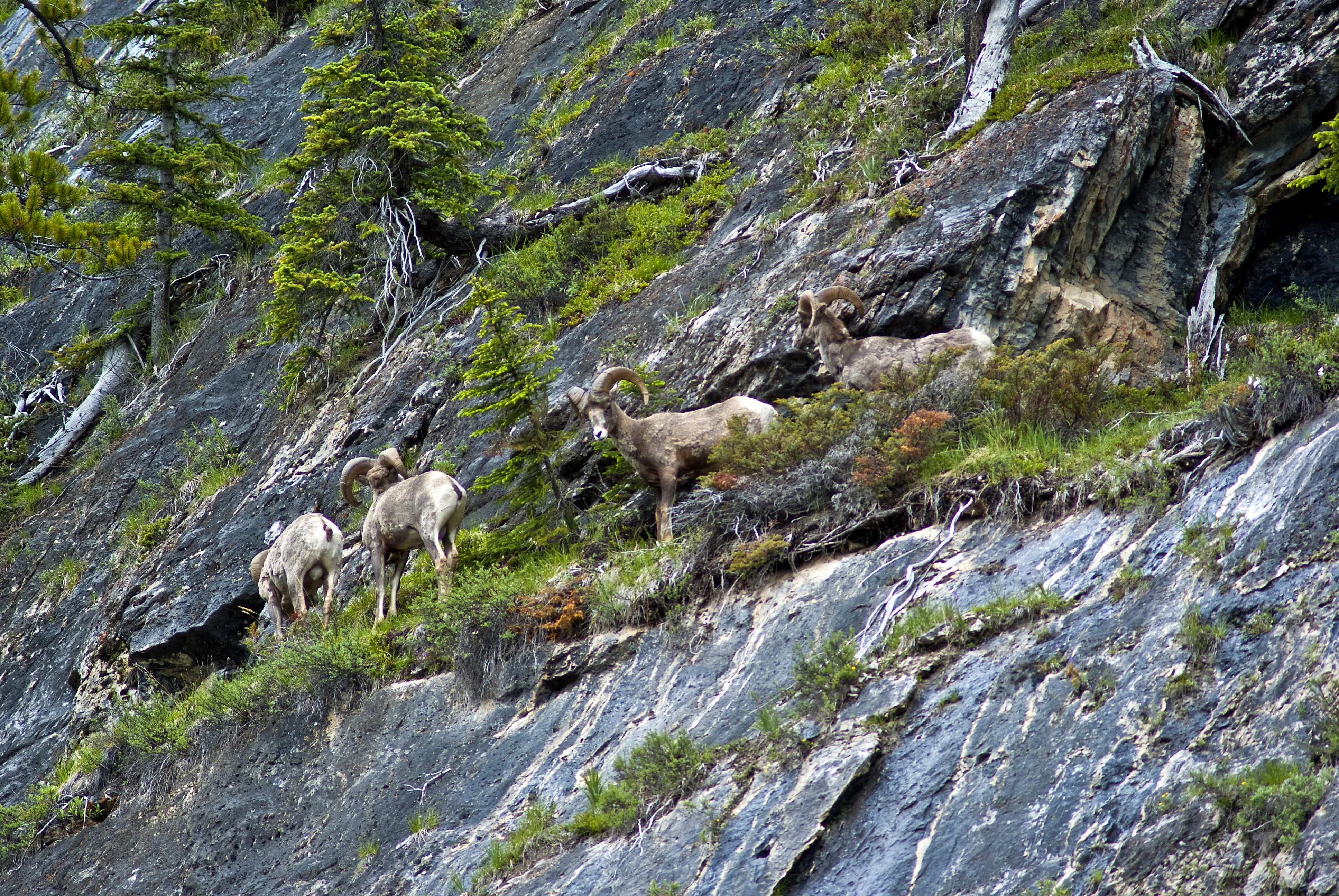 animals on sloped cliff