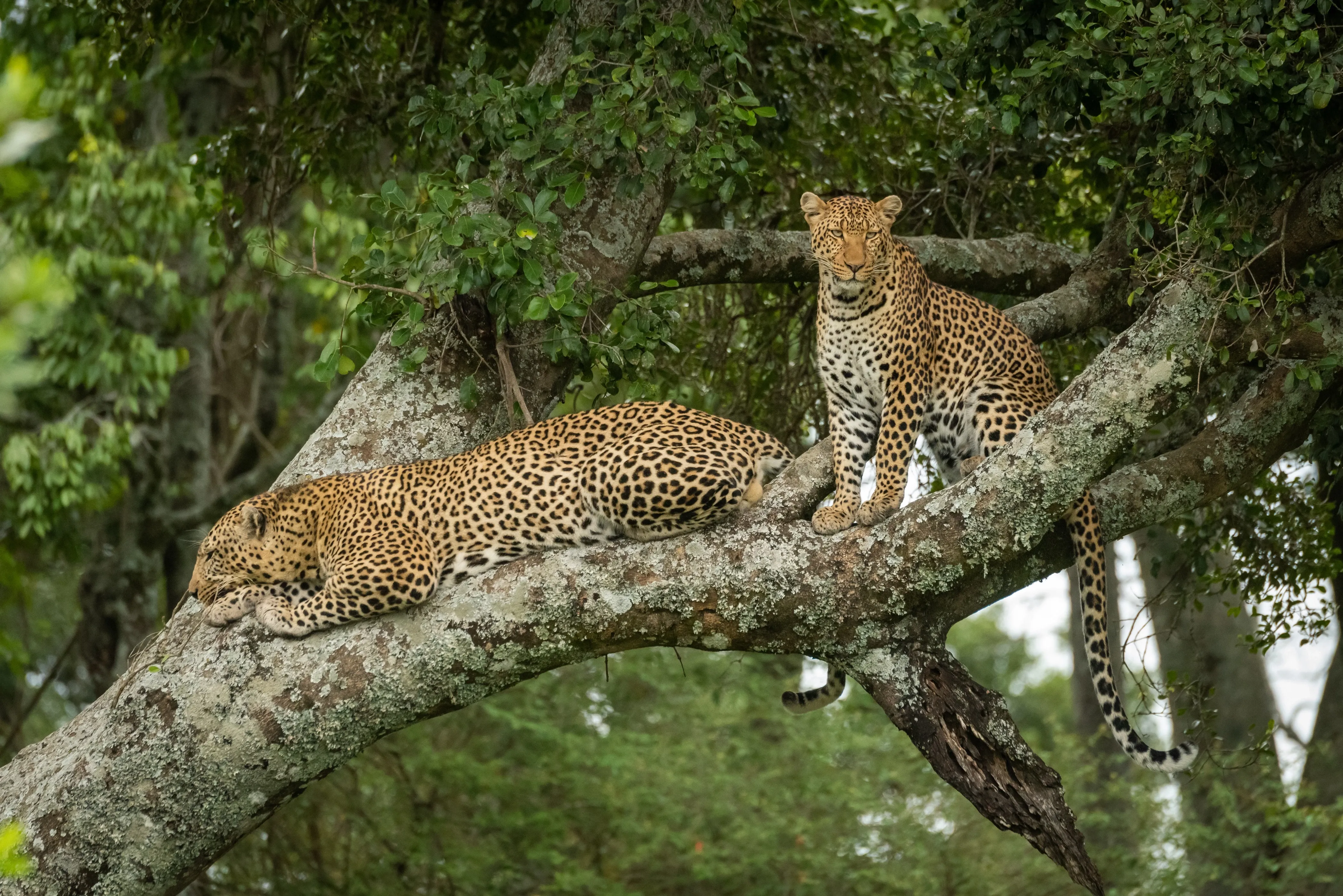 Leopards in tree