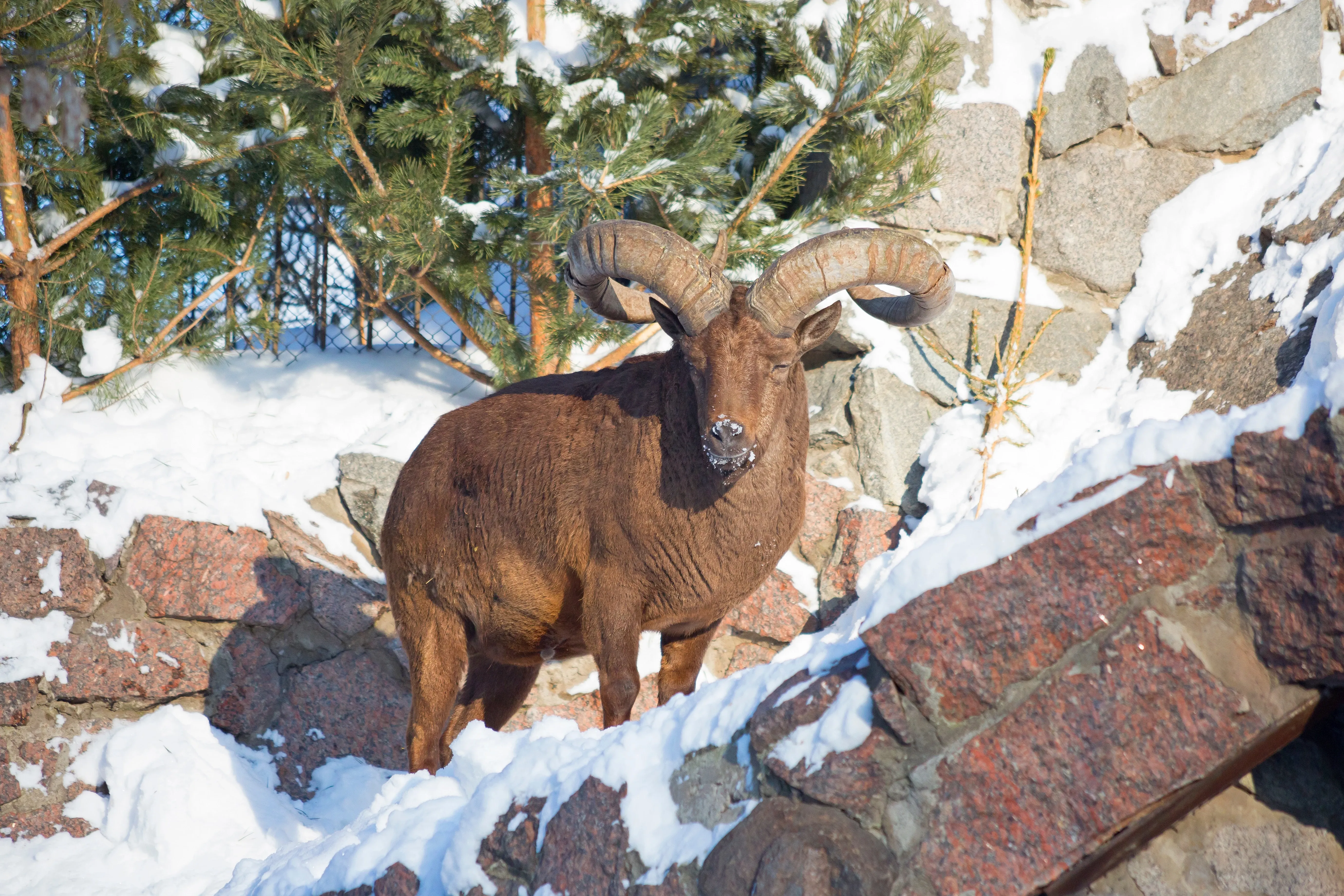 Argali goat in the snow