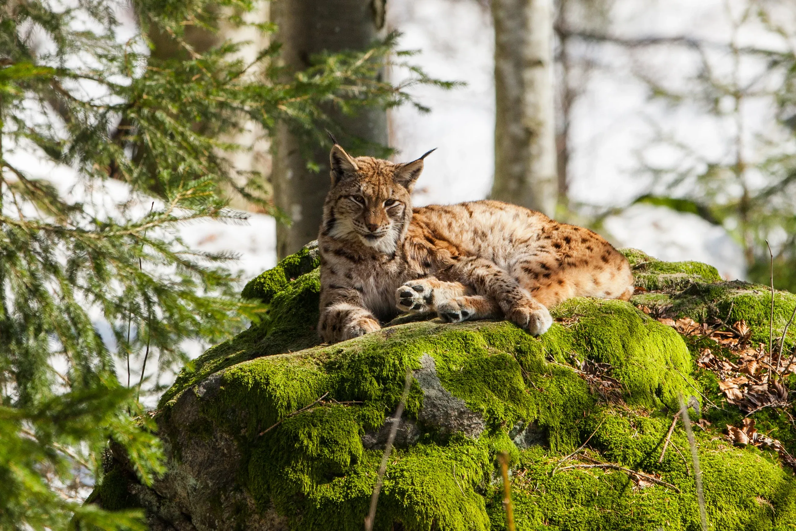 eurasian lynx