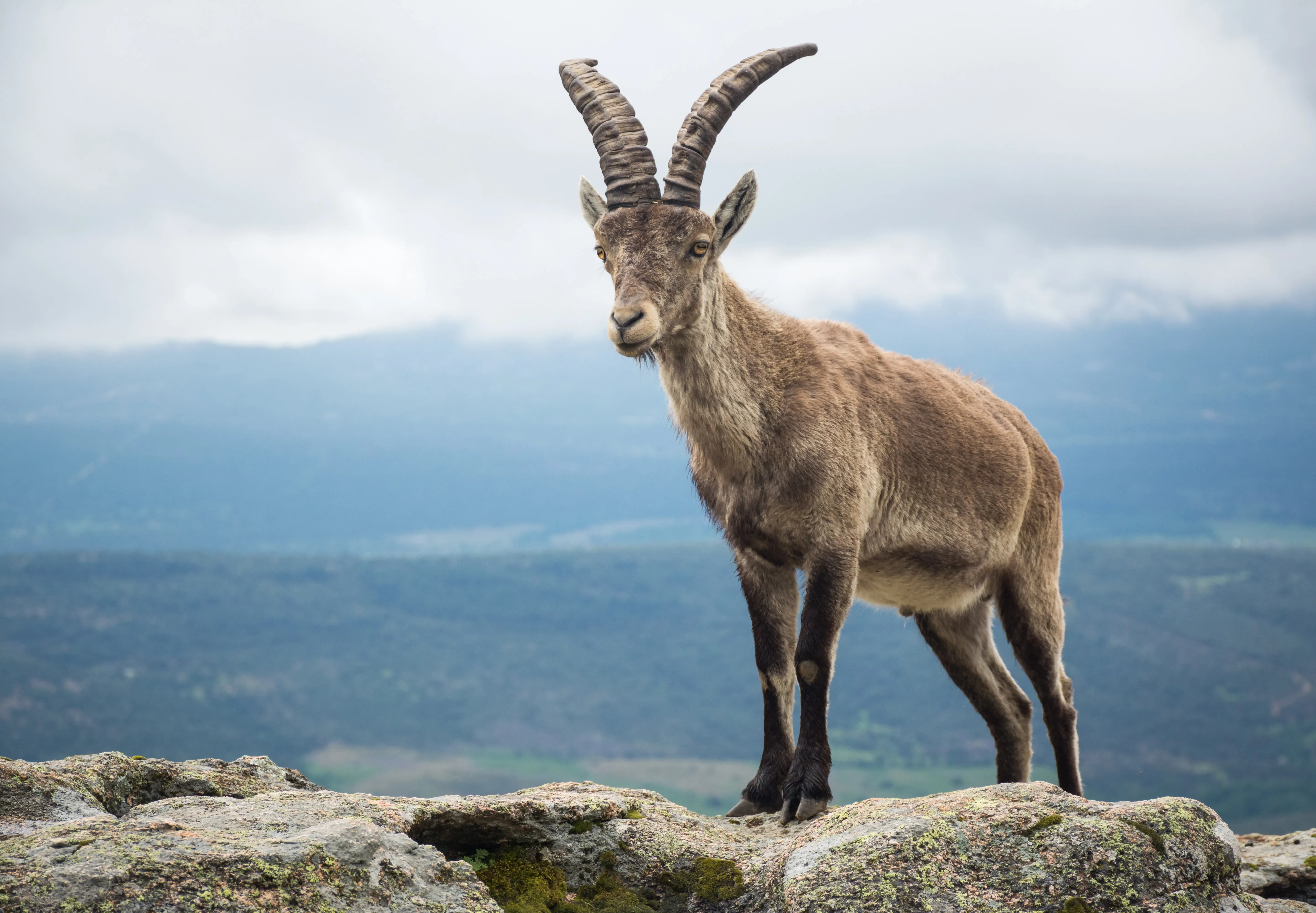 Spanish ibex