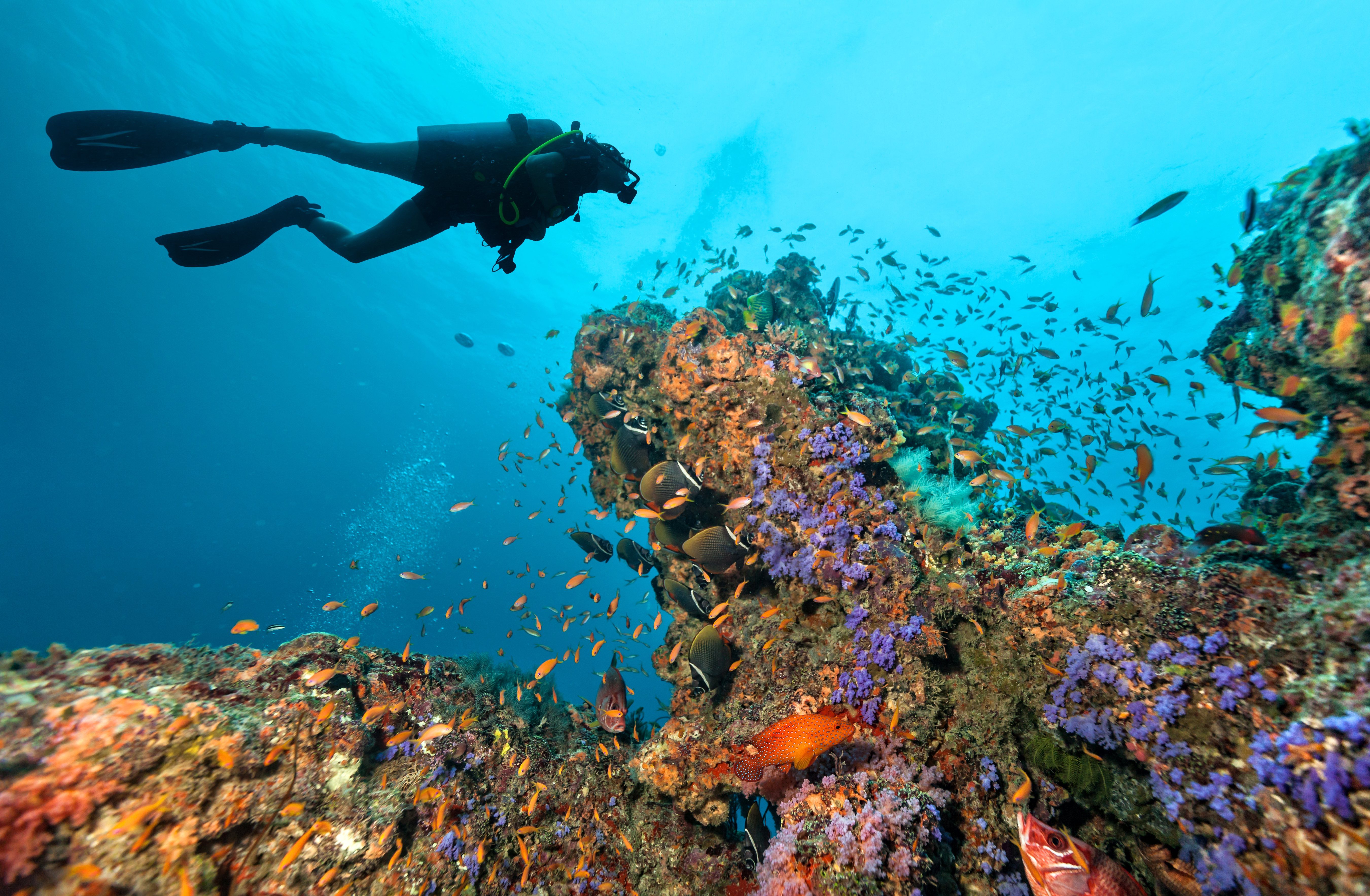 Diver in seychelles