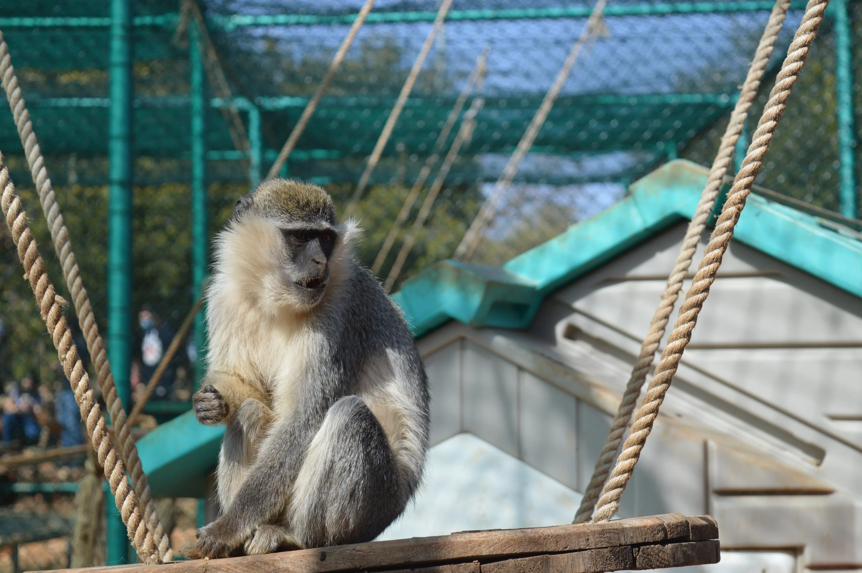 Monkey in shelter