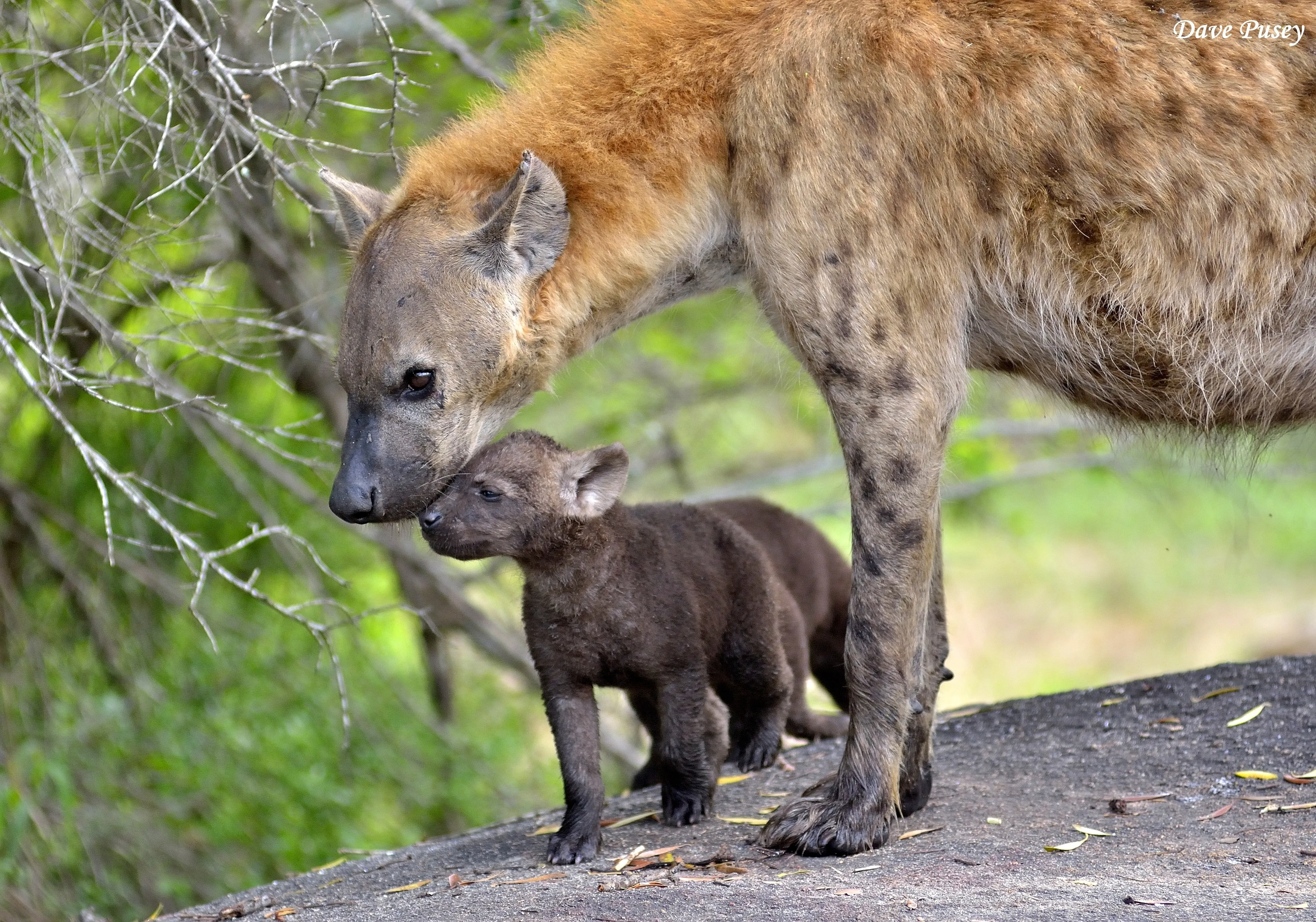 hyena with cub