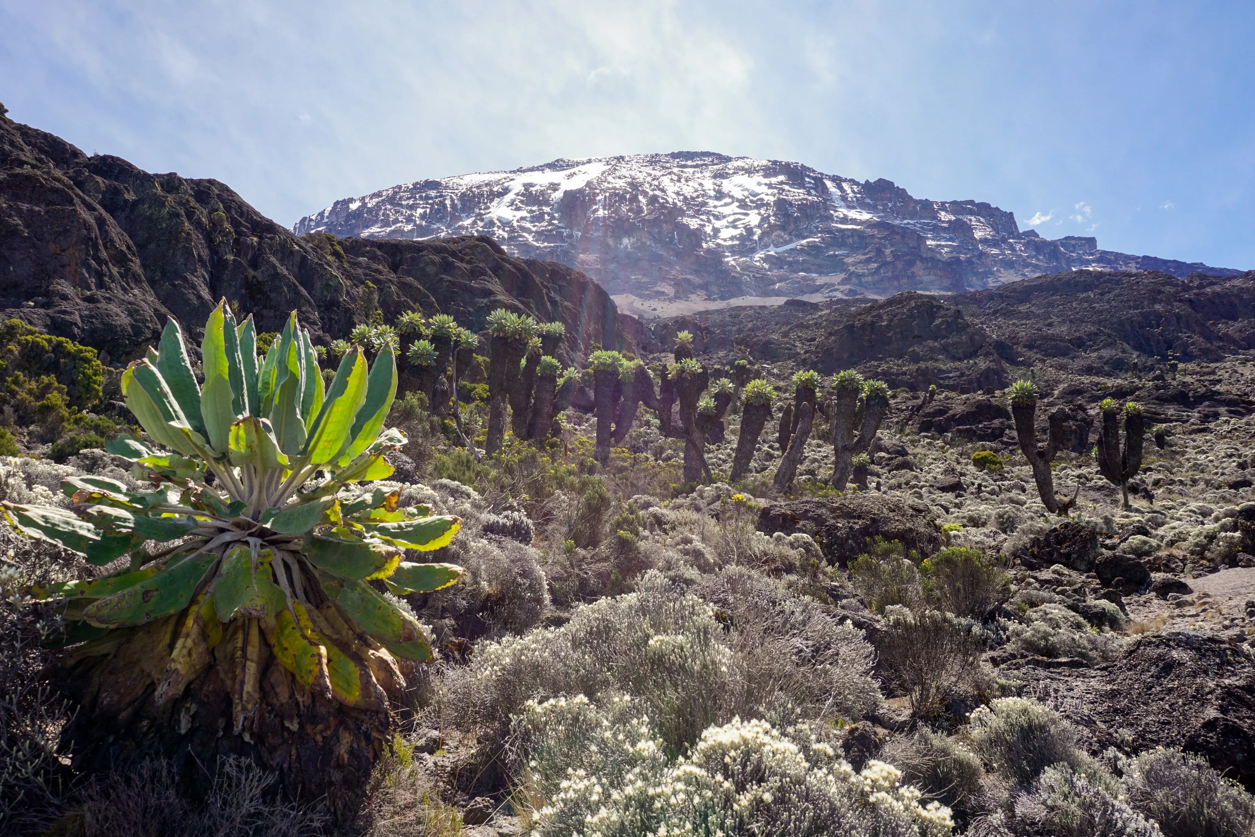 snow capped kilimanjaro in tanzania