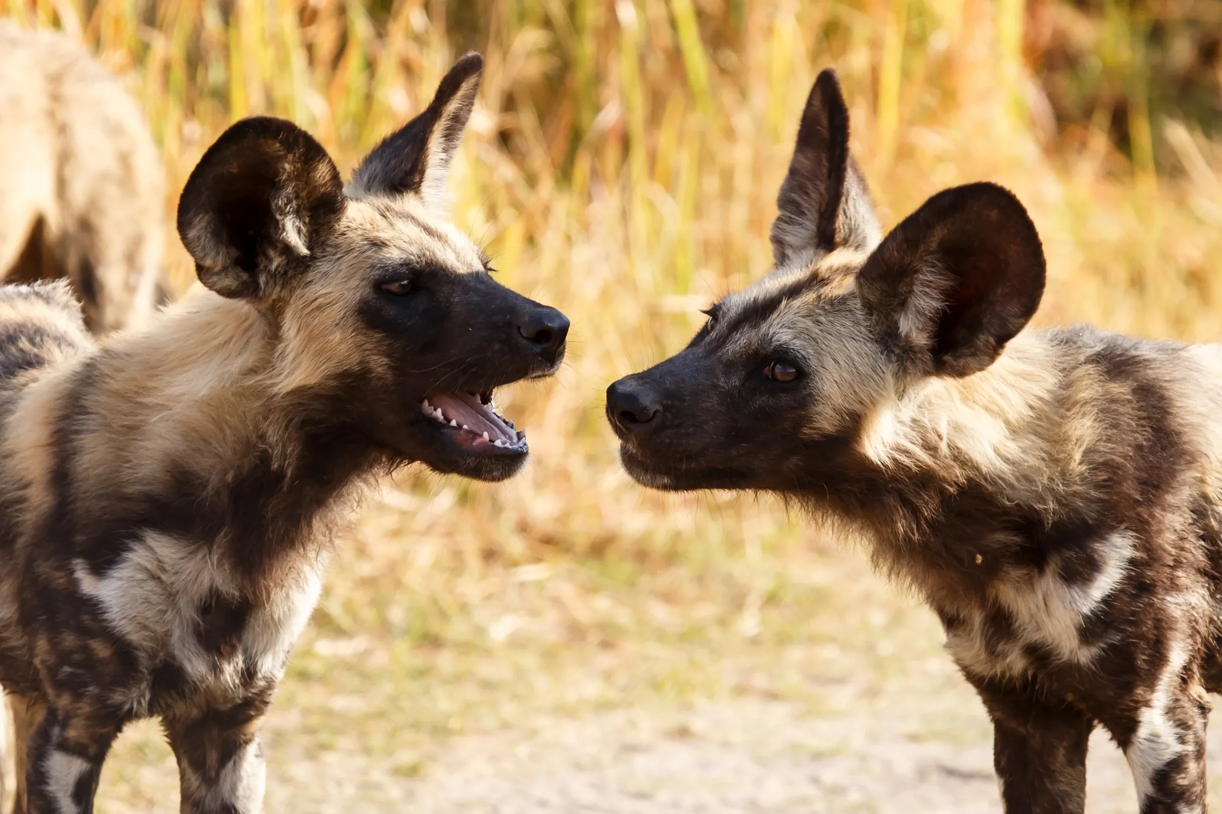 Wild dogs communicating