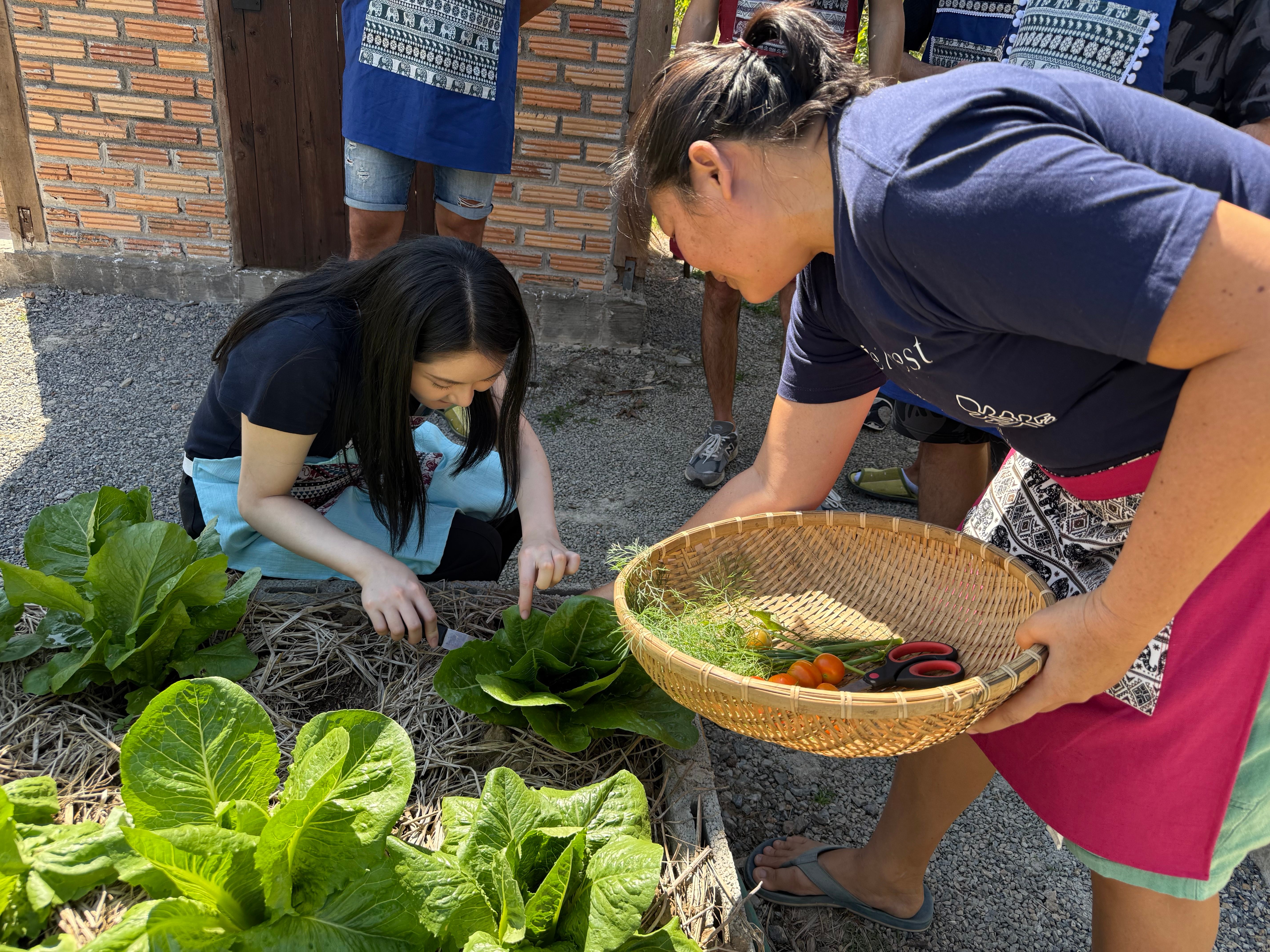 Chiang Mai team picking produce
