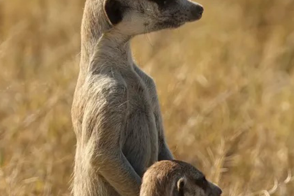 Home: Willkommen bei Conscious Explorer