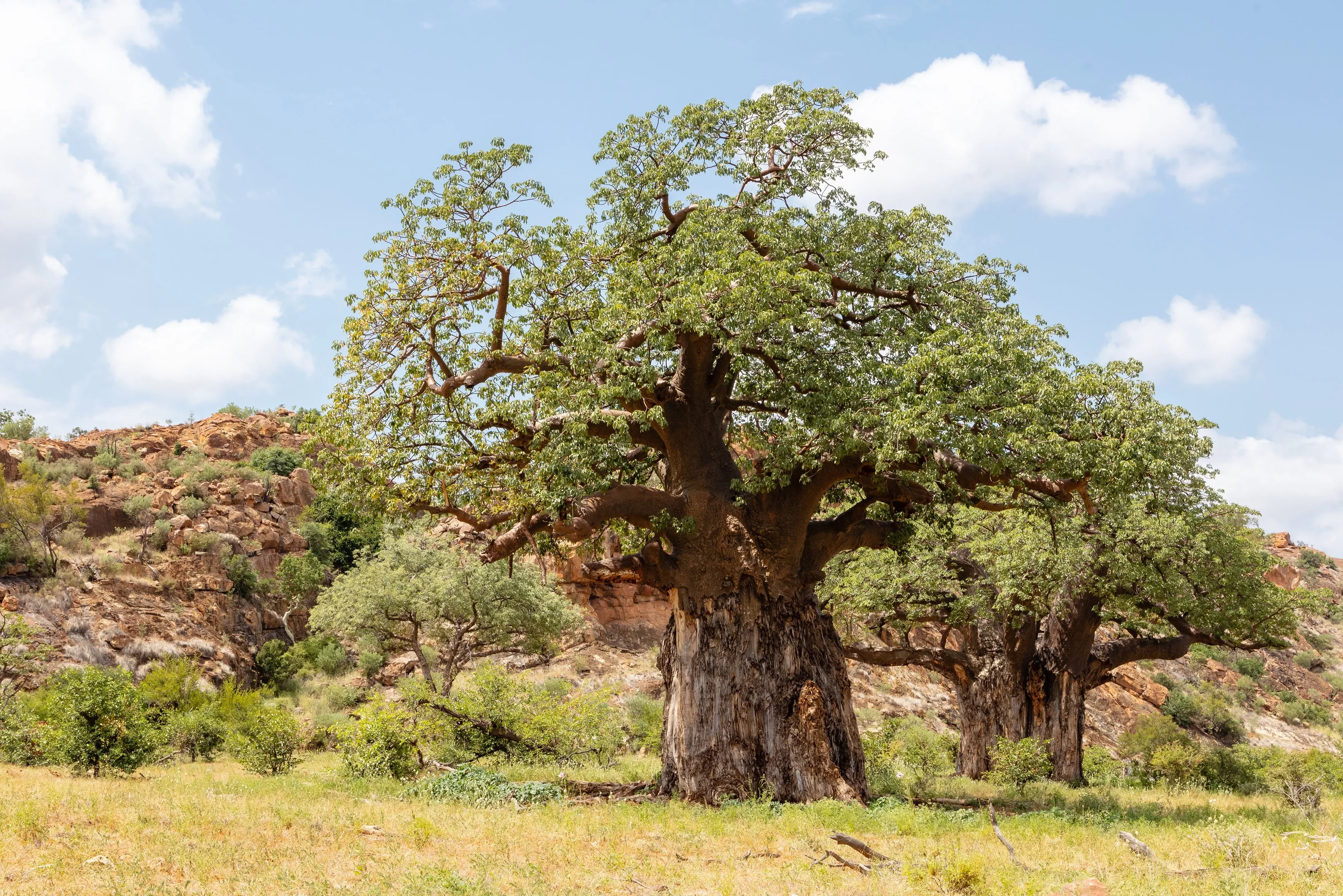 Blooming baobab tree