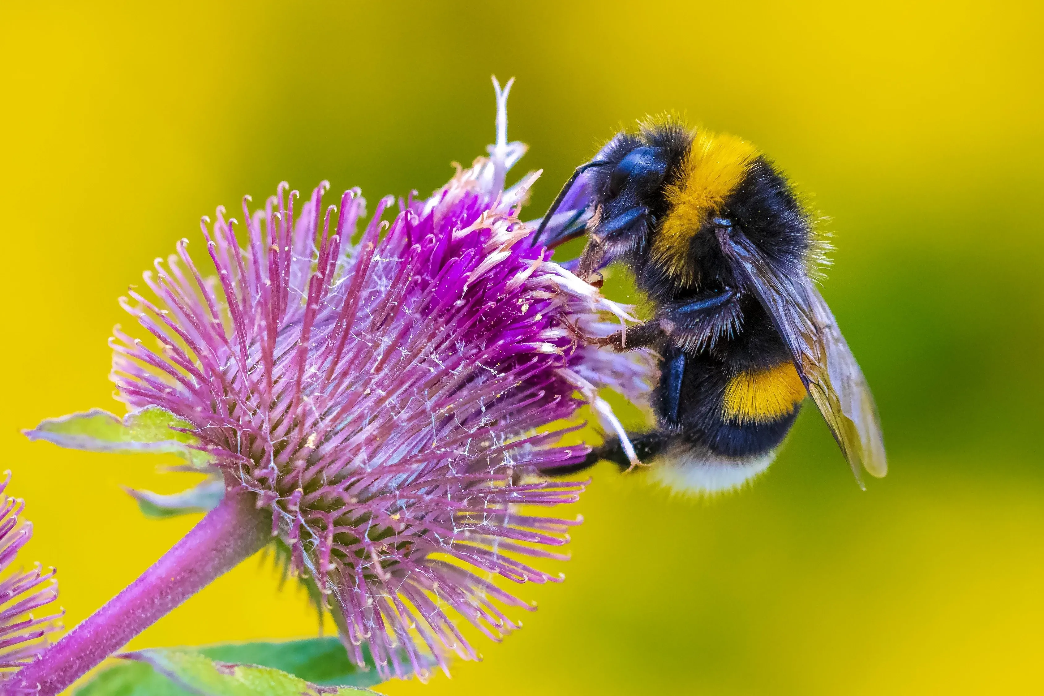 bumblebee