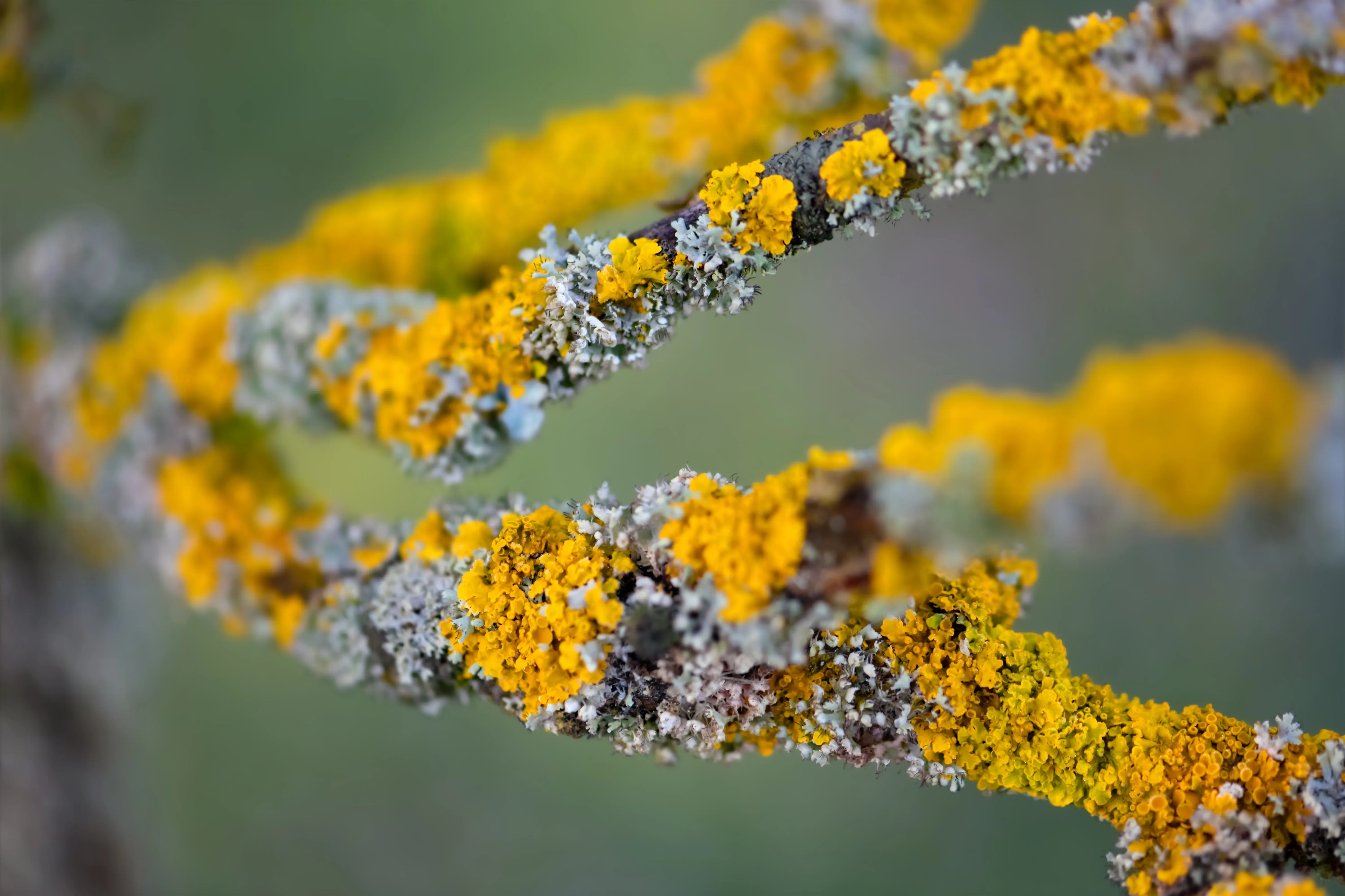 lichen on twig