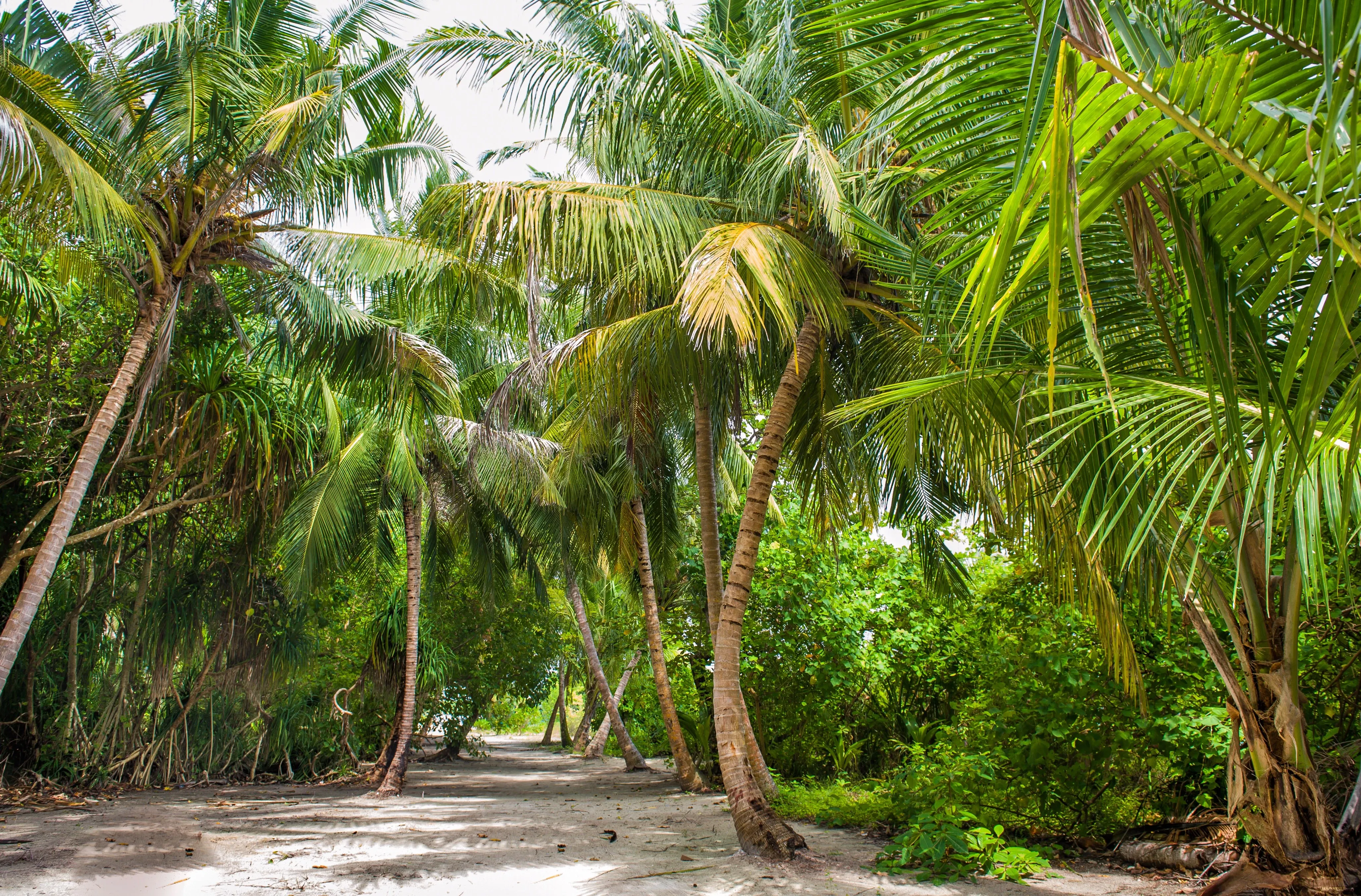 palm trees maldives