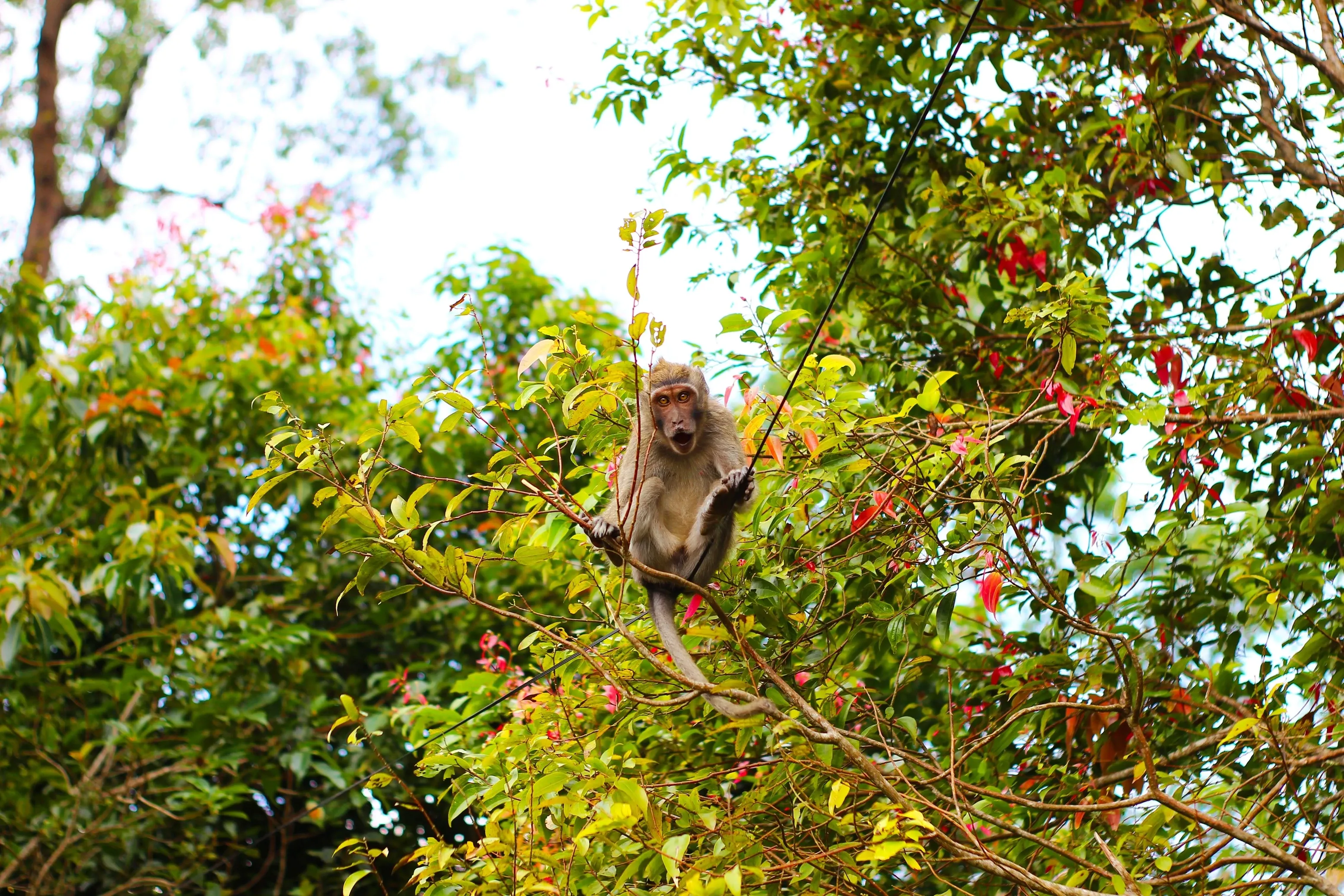 Monkey on branch