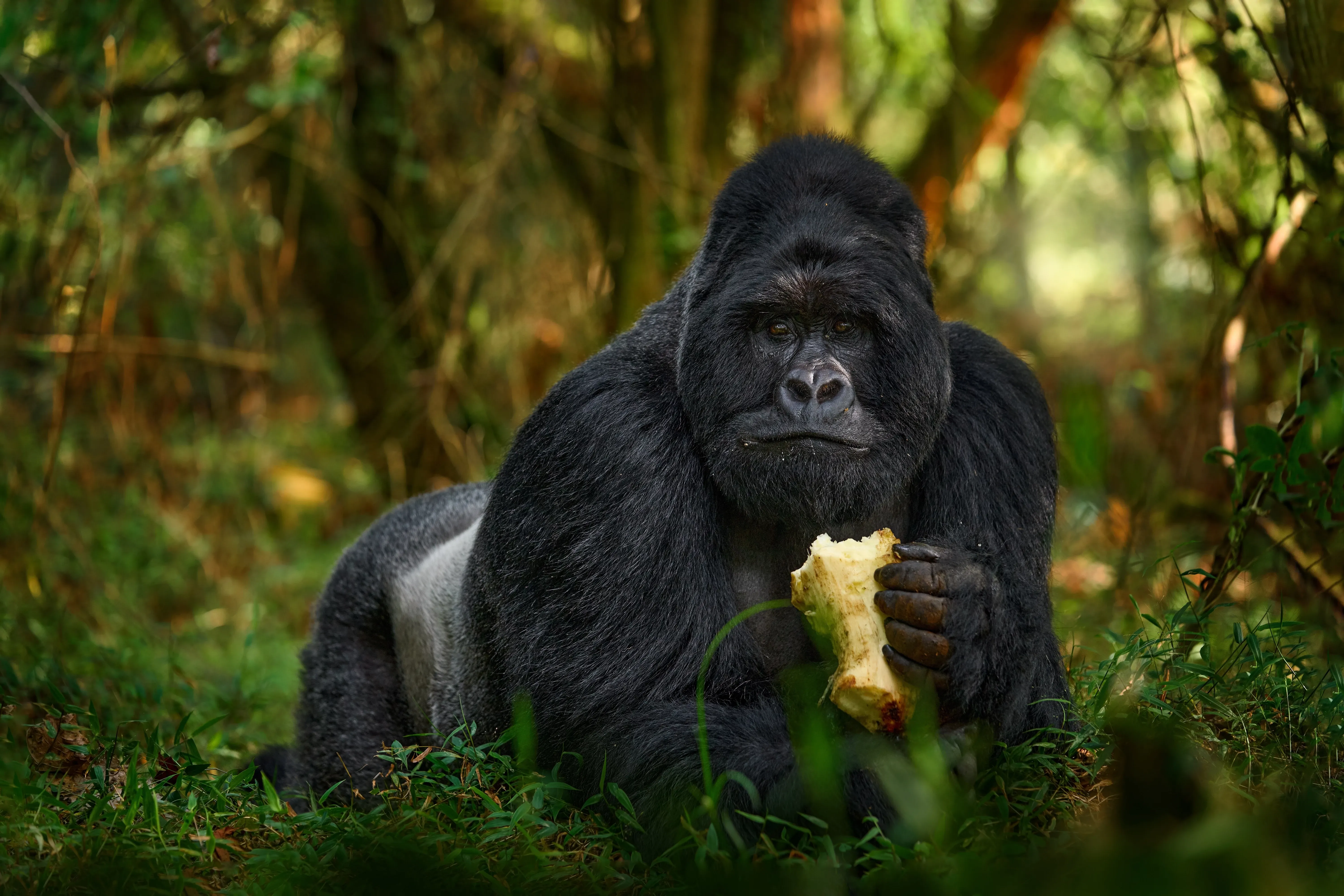 Mountain gorilla