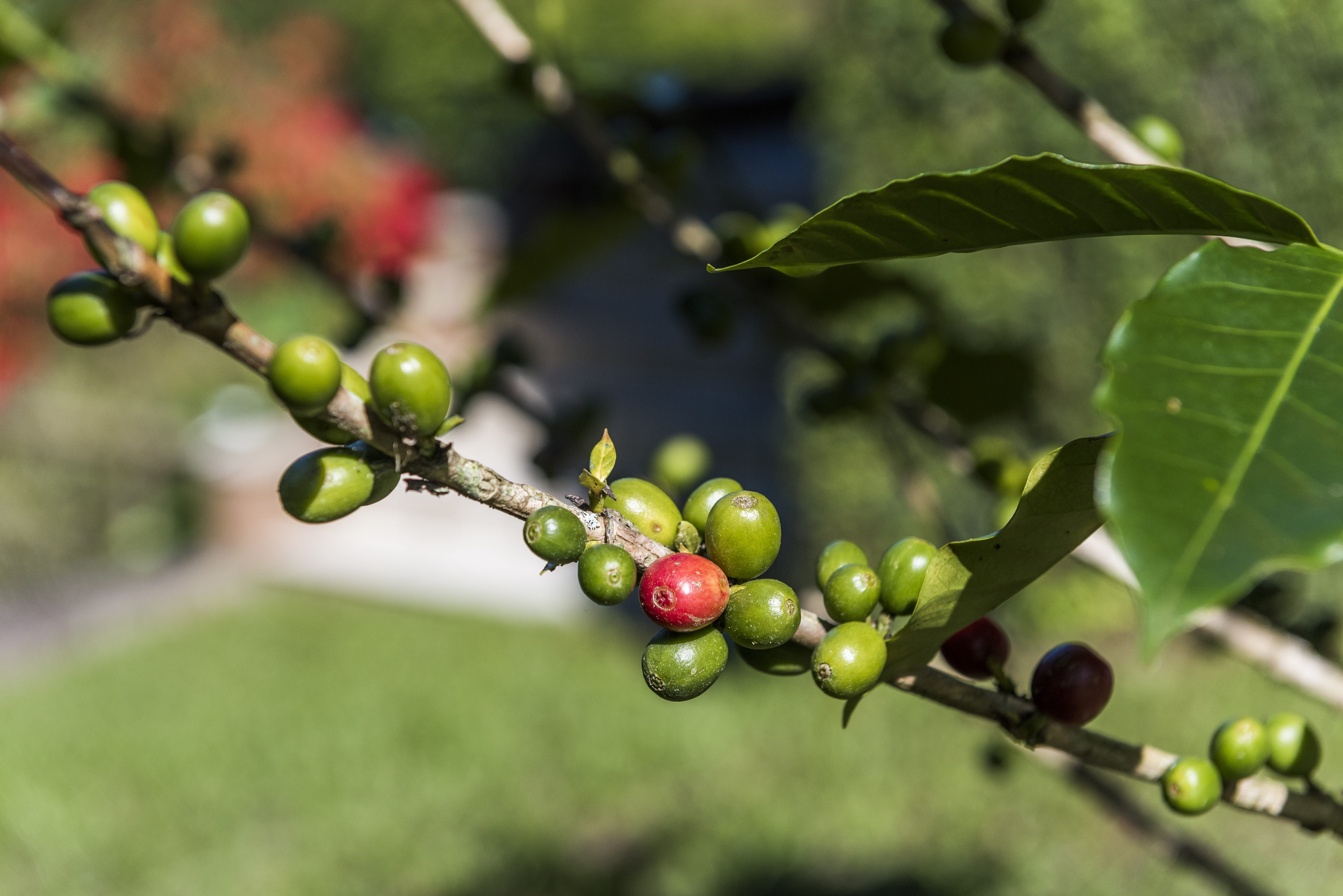 Zweig einer Kaffeepflanze