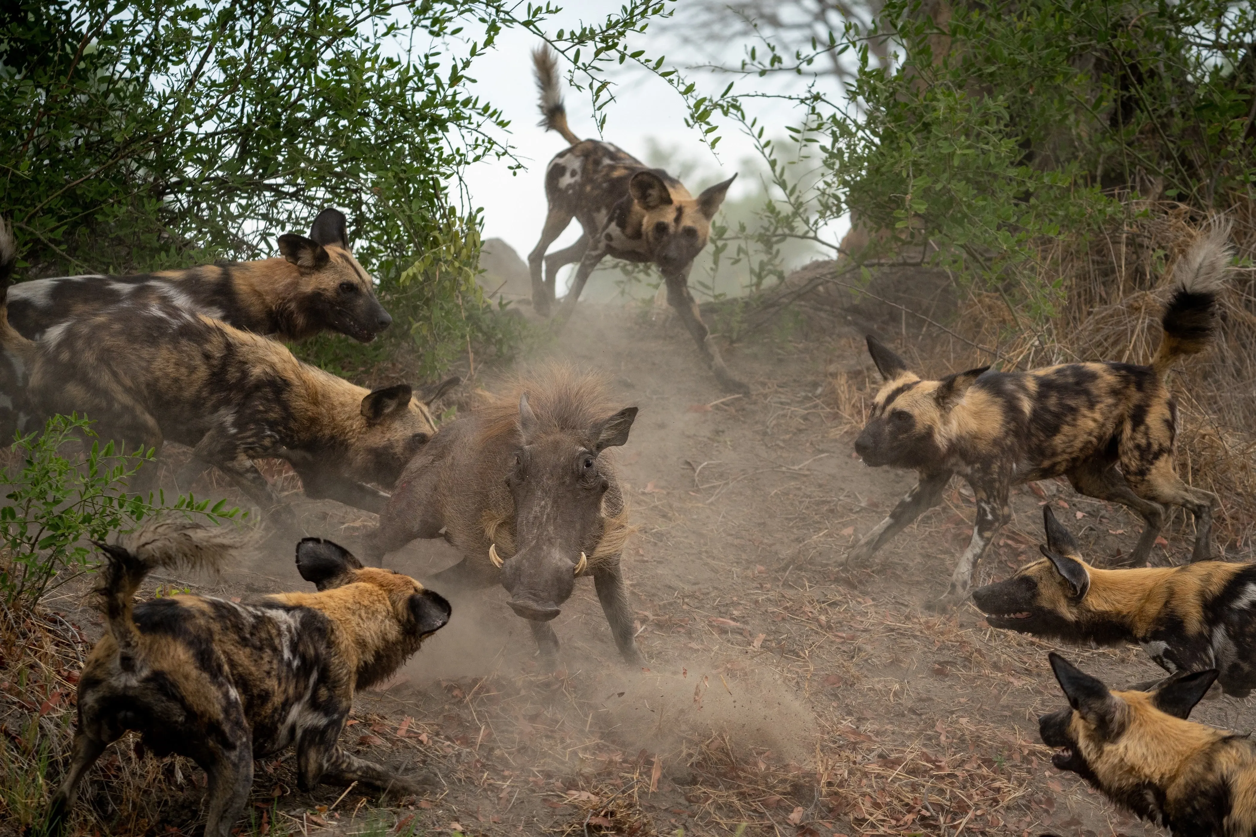 wild dogs hunting warthog