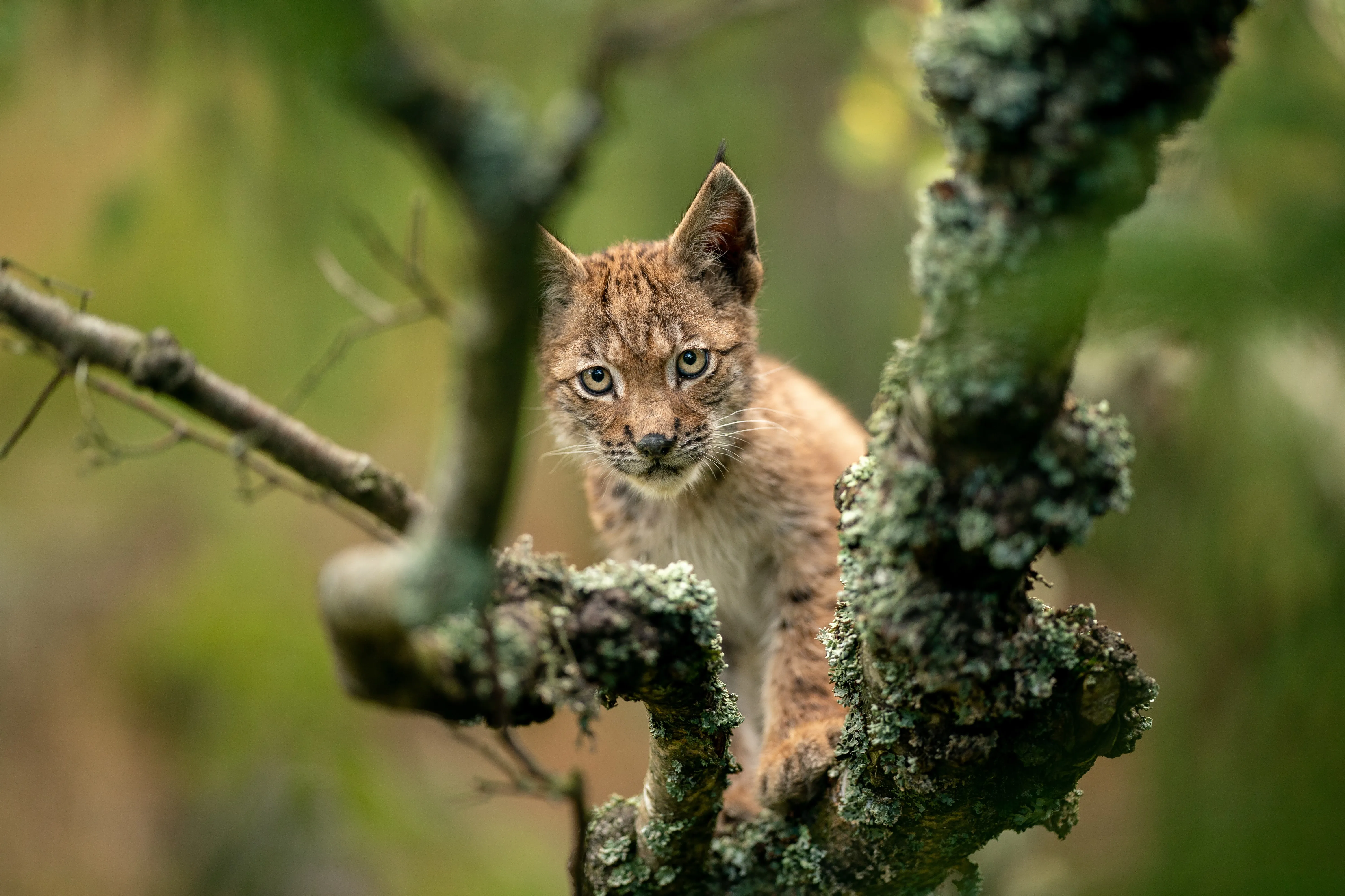 Lynx in tree