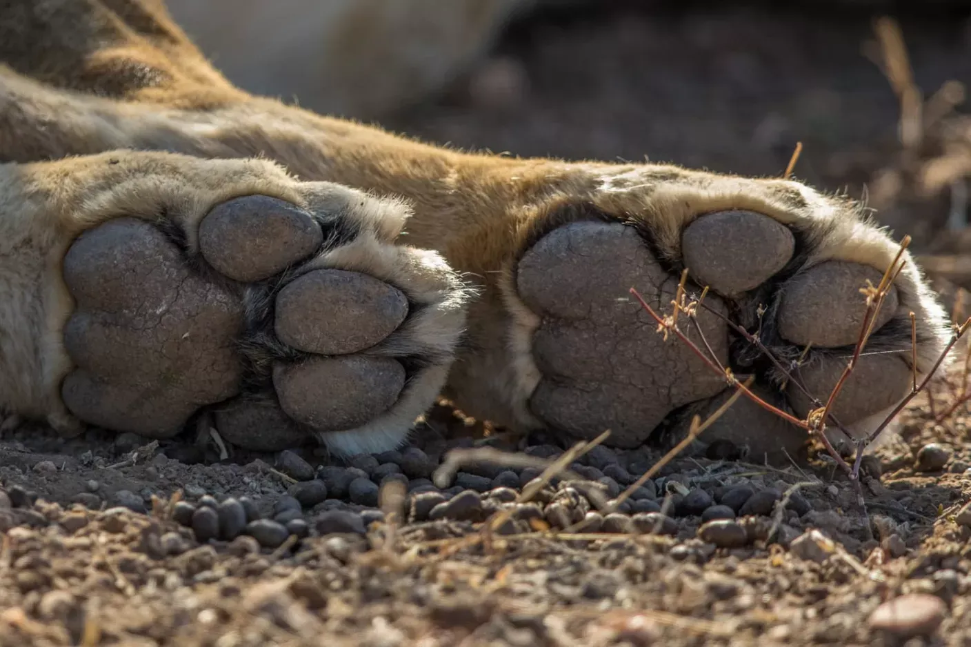 Guide Courses in Africa