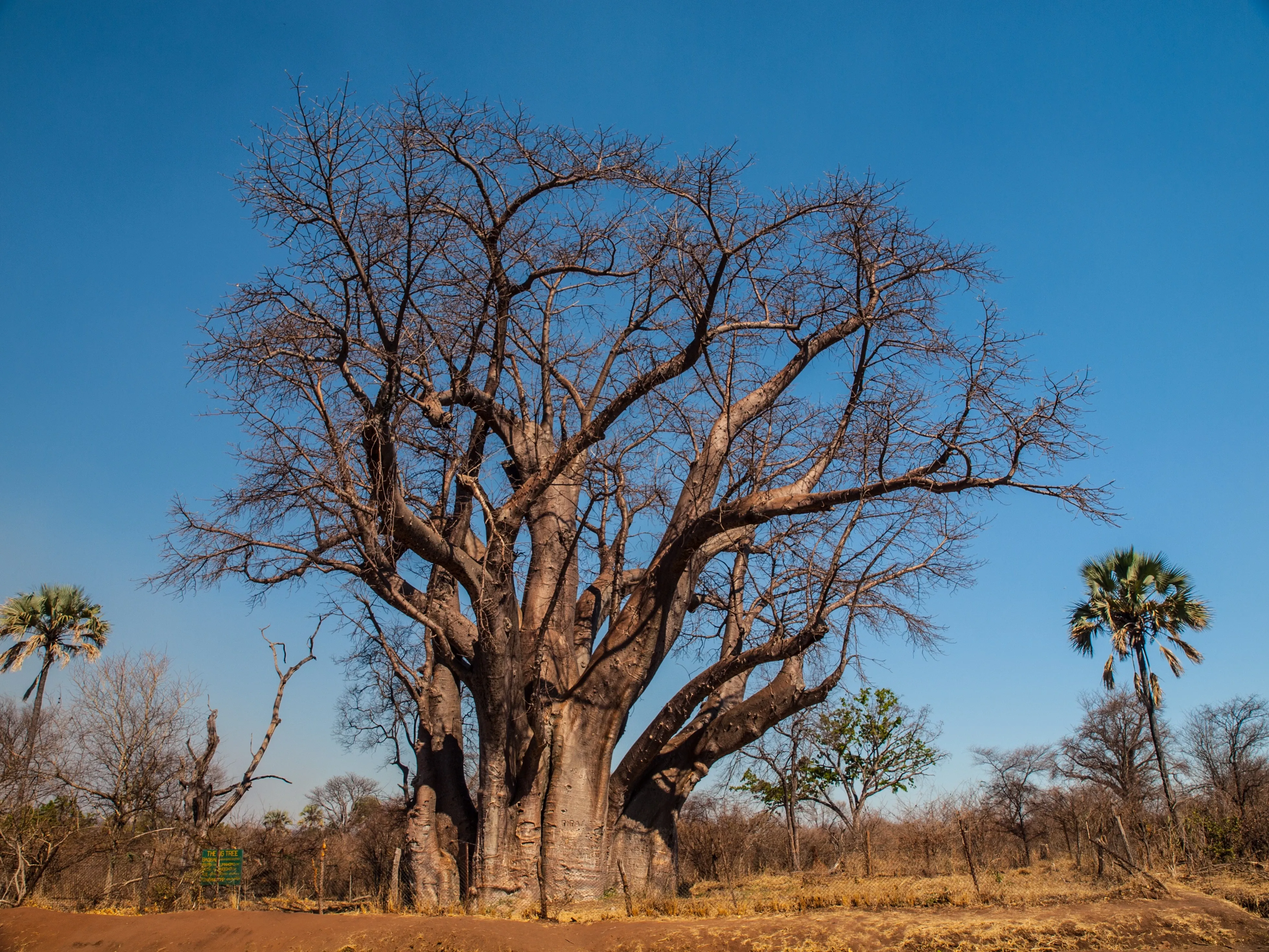 Baobab tree with beautfil blue sky