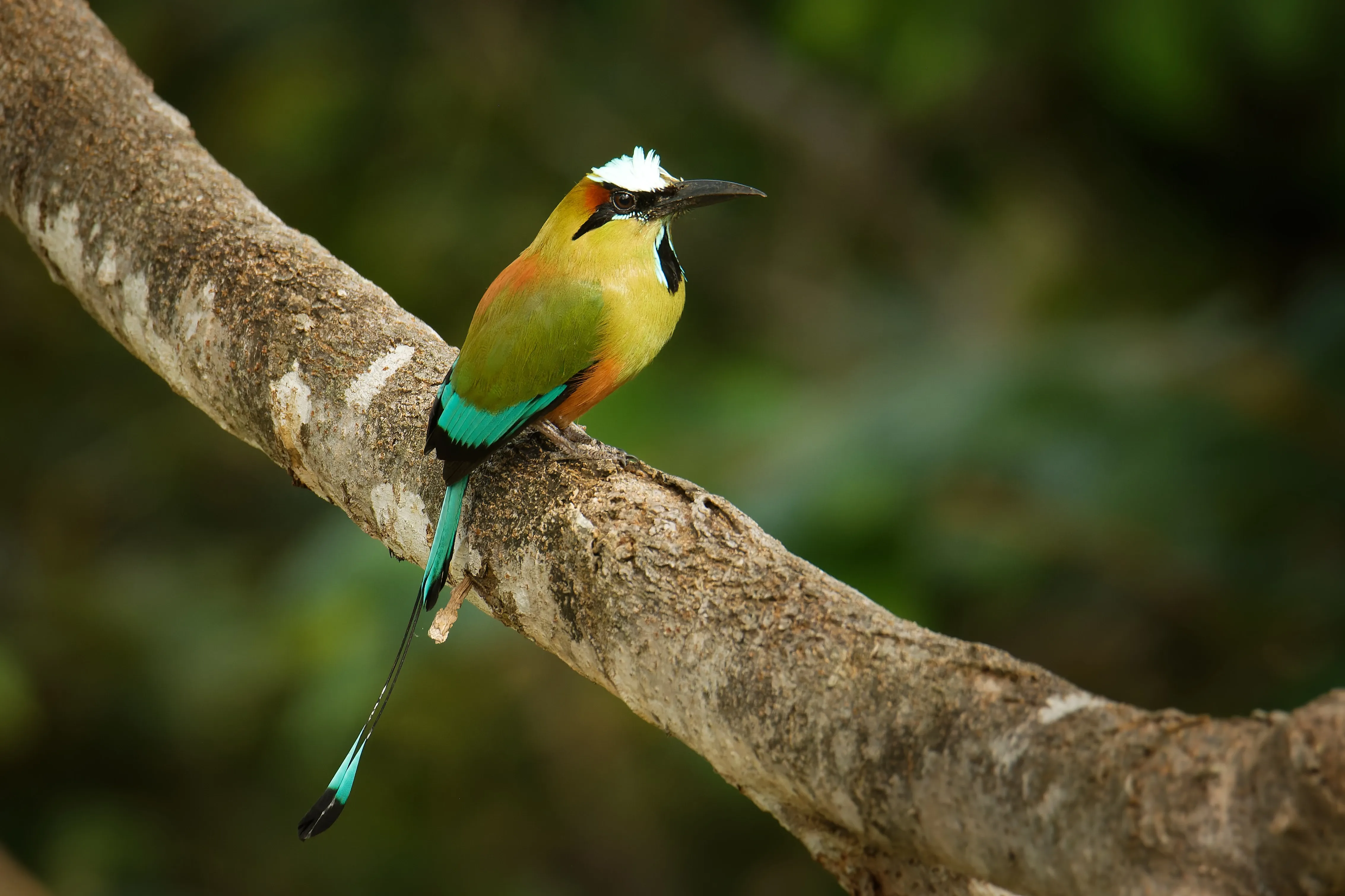 Turqoiuse browed motmot