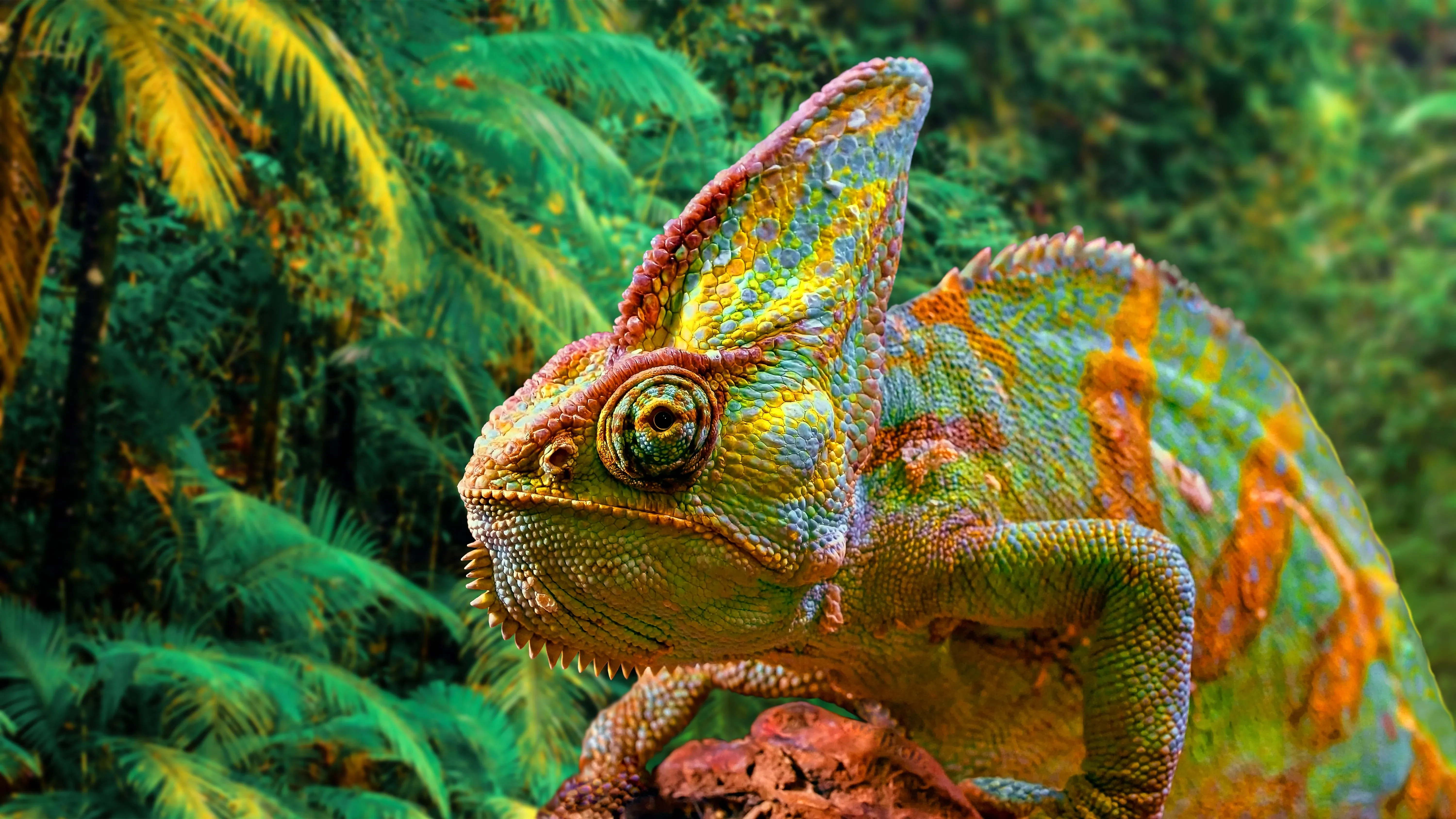Chameleon vibrant colors