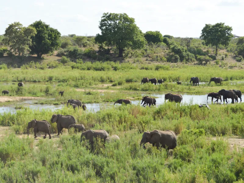 elephants walking past ivory trail