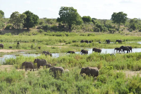 elephants walking past ivory trail