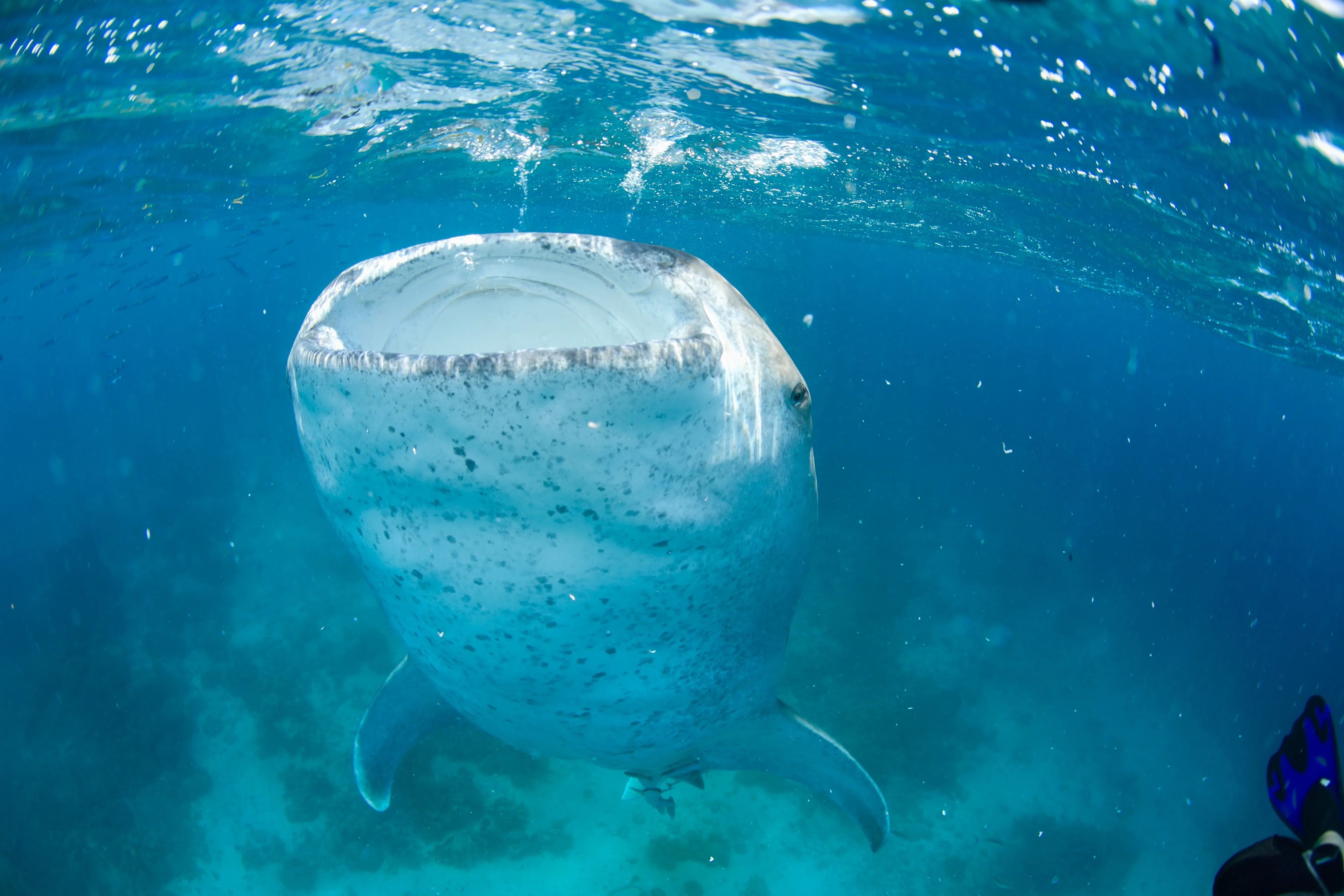whale shark eating