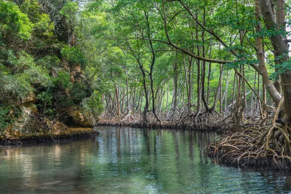 Mangrove perspective