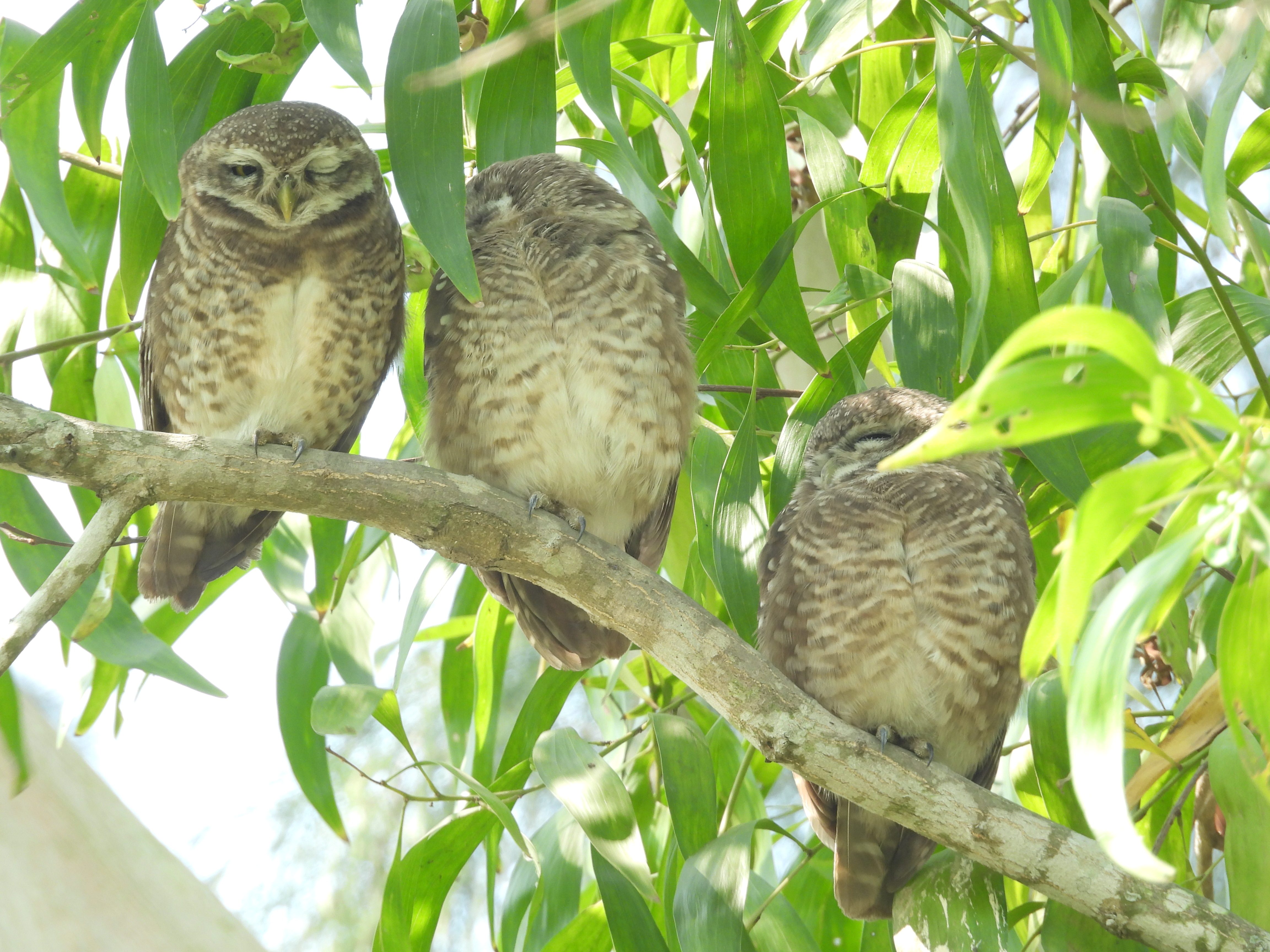 Owl