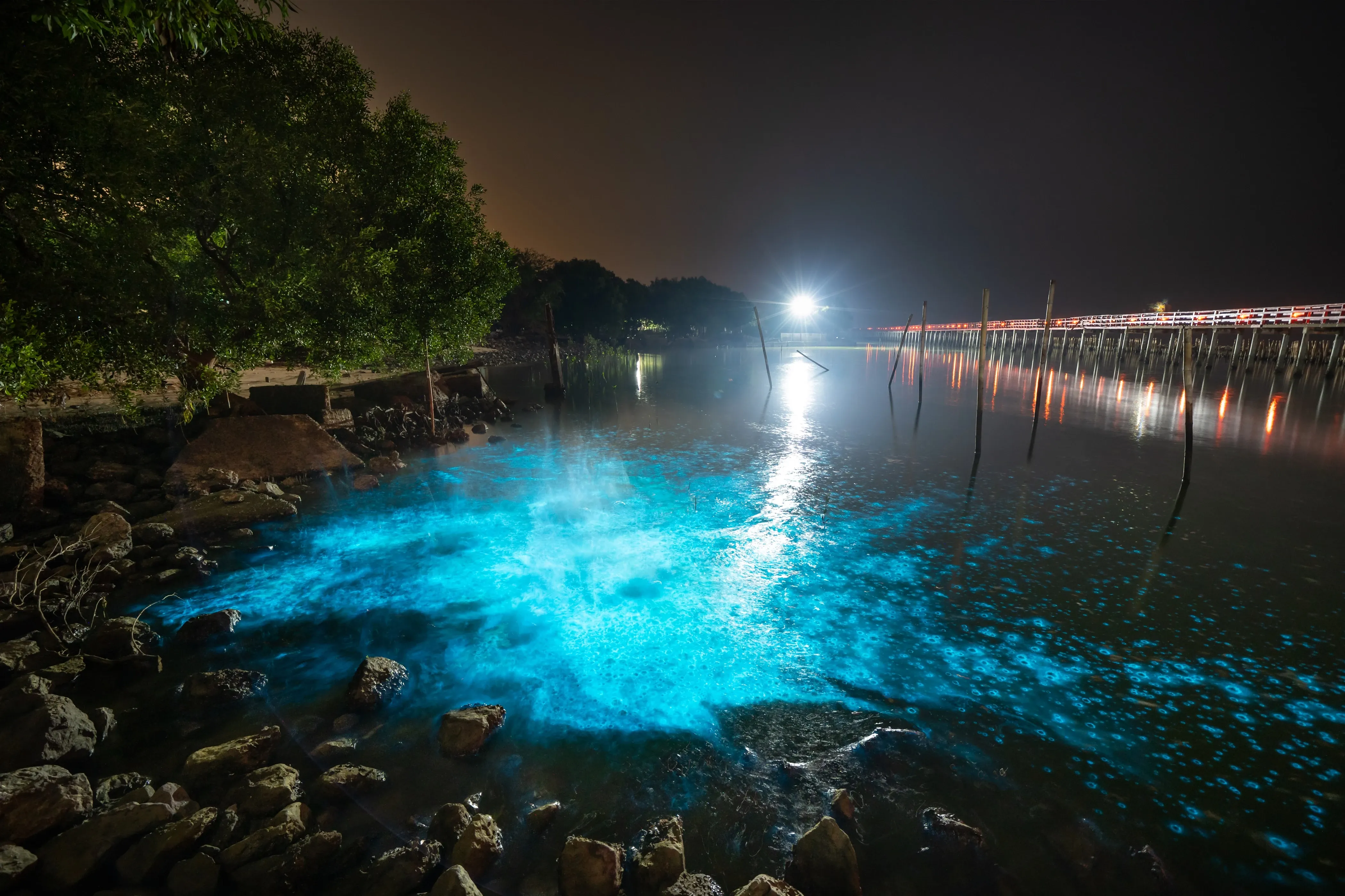 Leuchtende Ozeane: Die besten Orte, um Meeresbiolumineszenz zu sehen