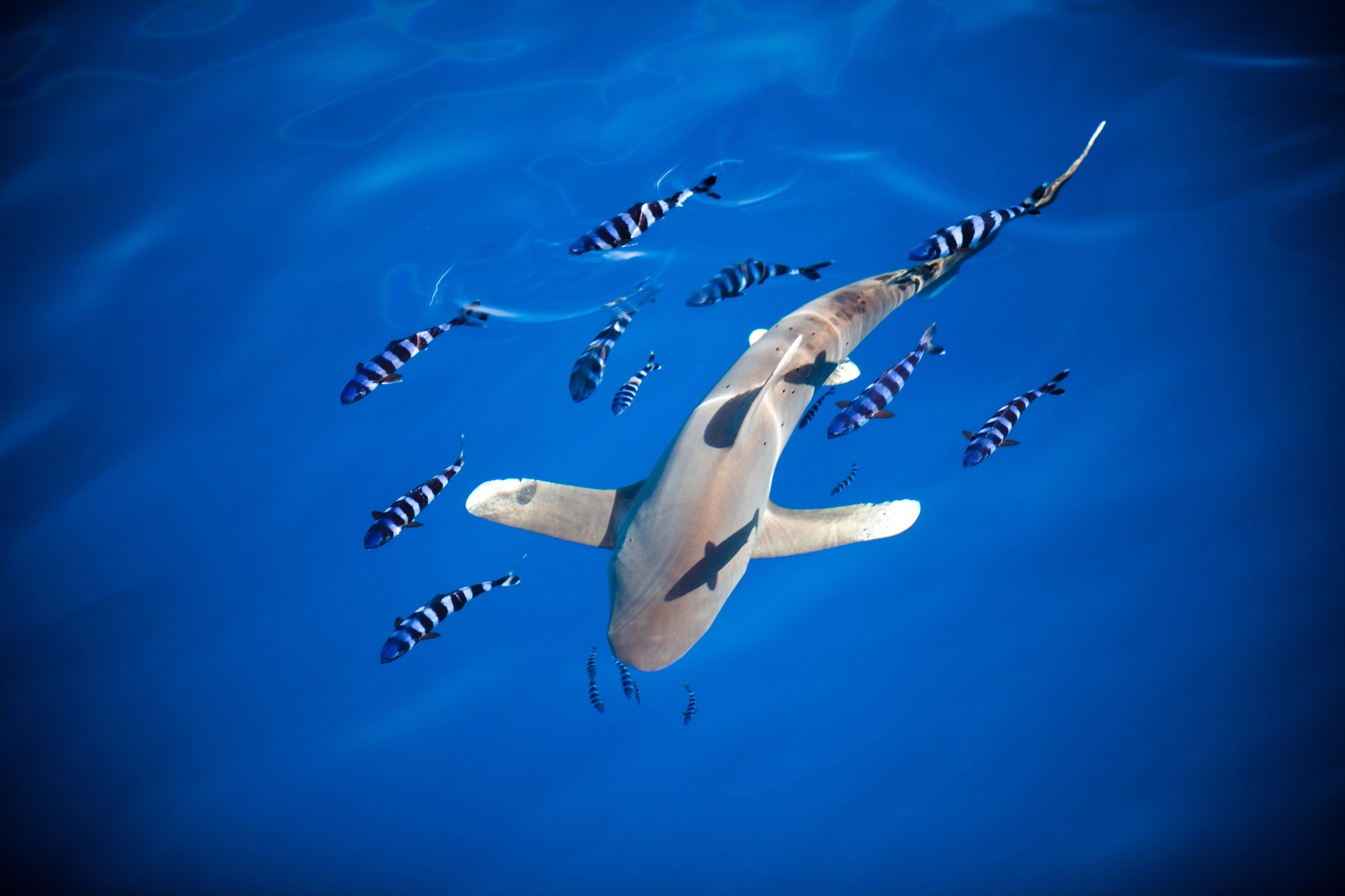 Pilotfisch durch Hai