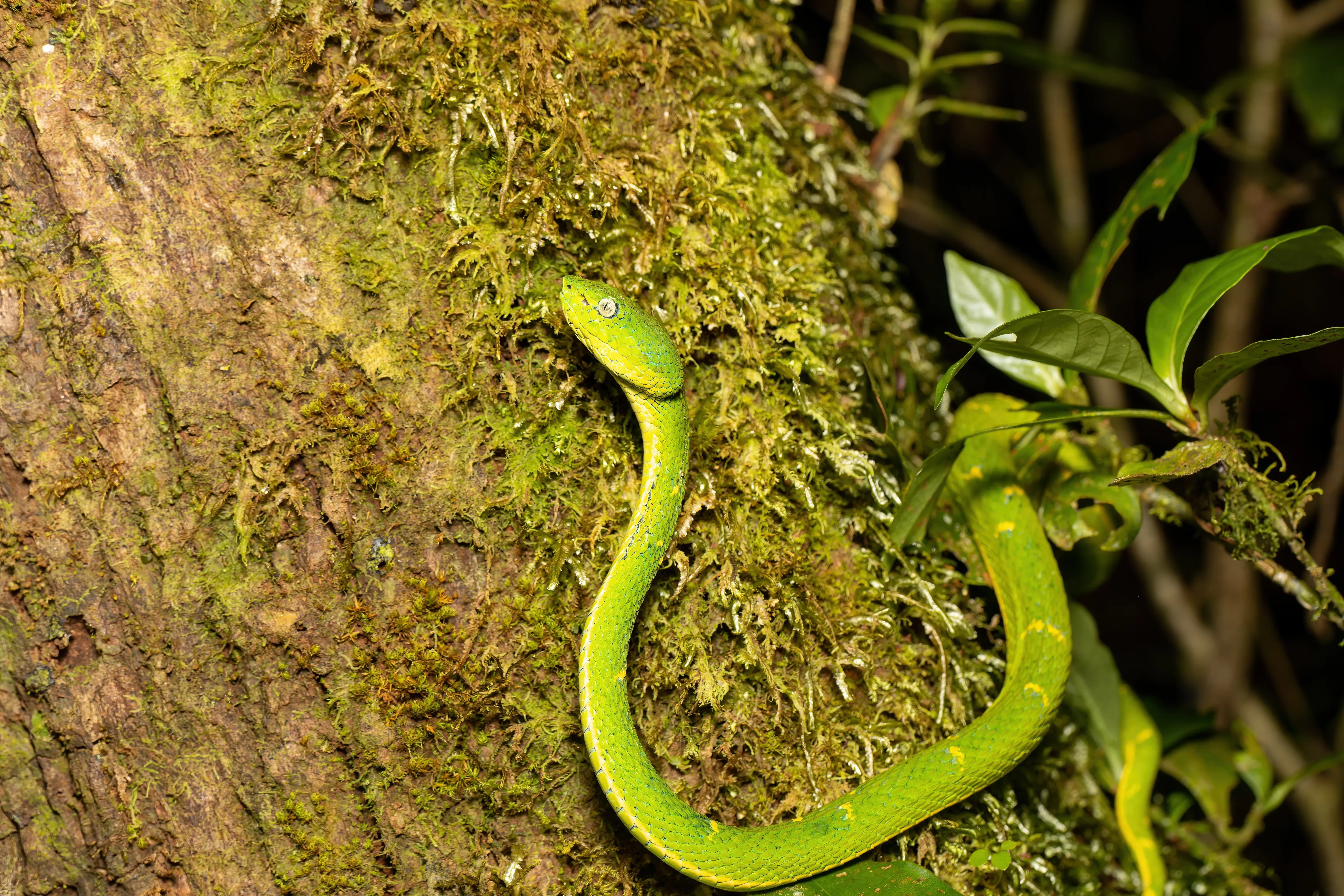 Grüne Viper klettert auf einen Baum