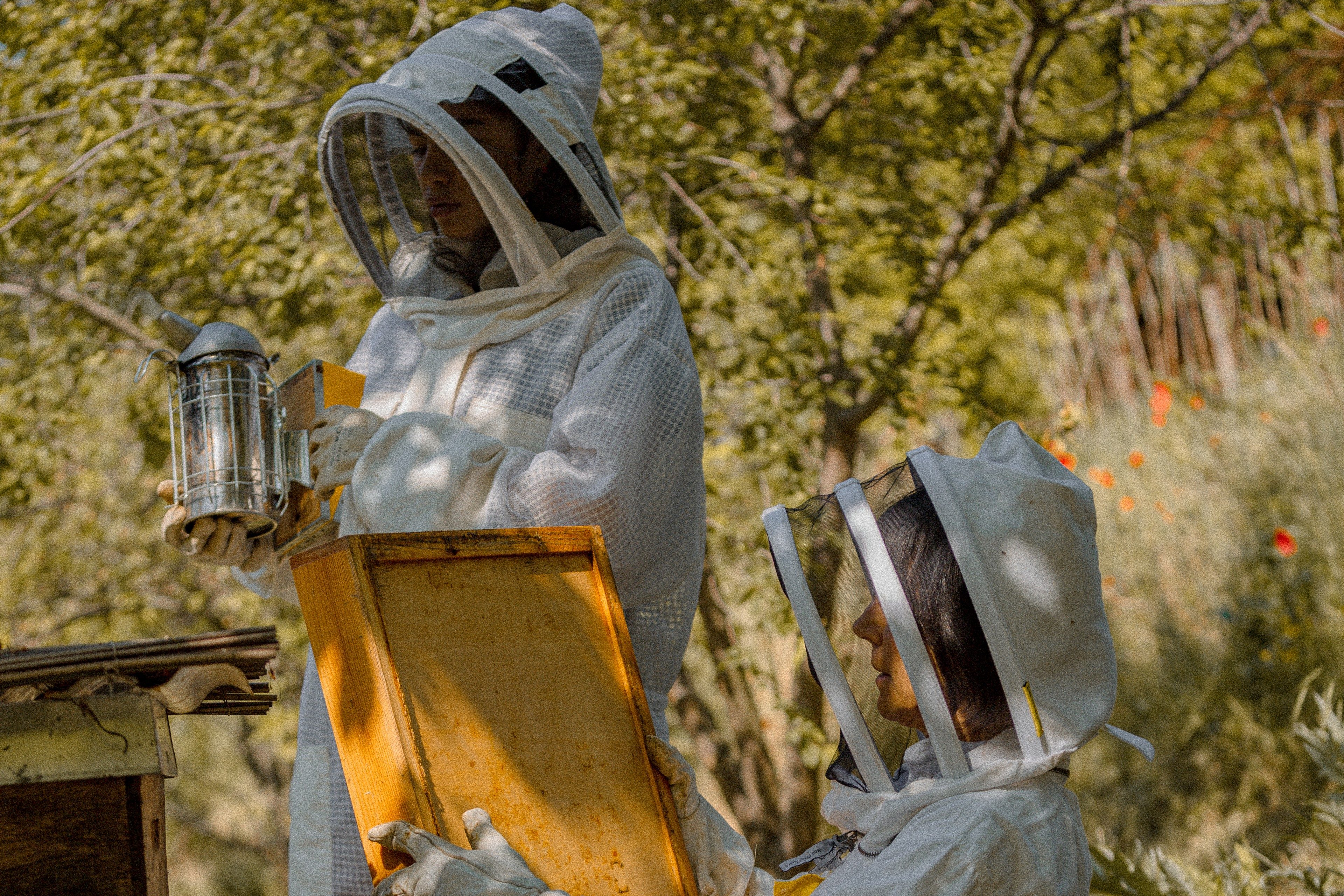 Beekeepers inspecting beehive