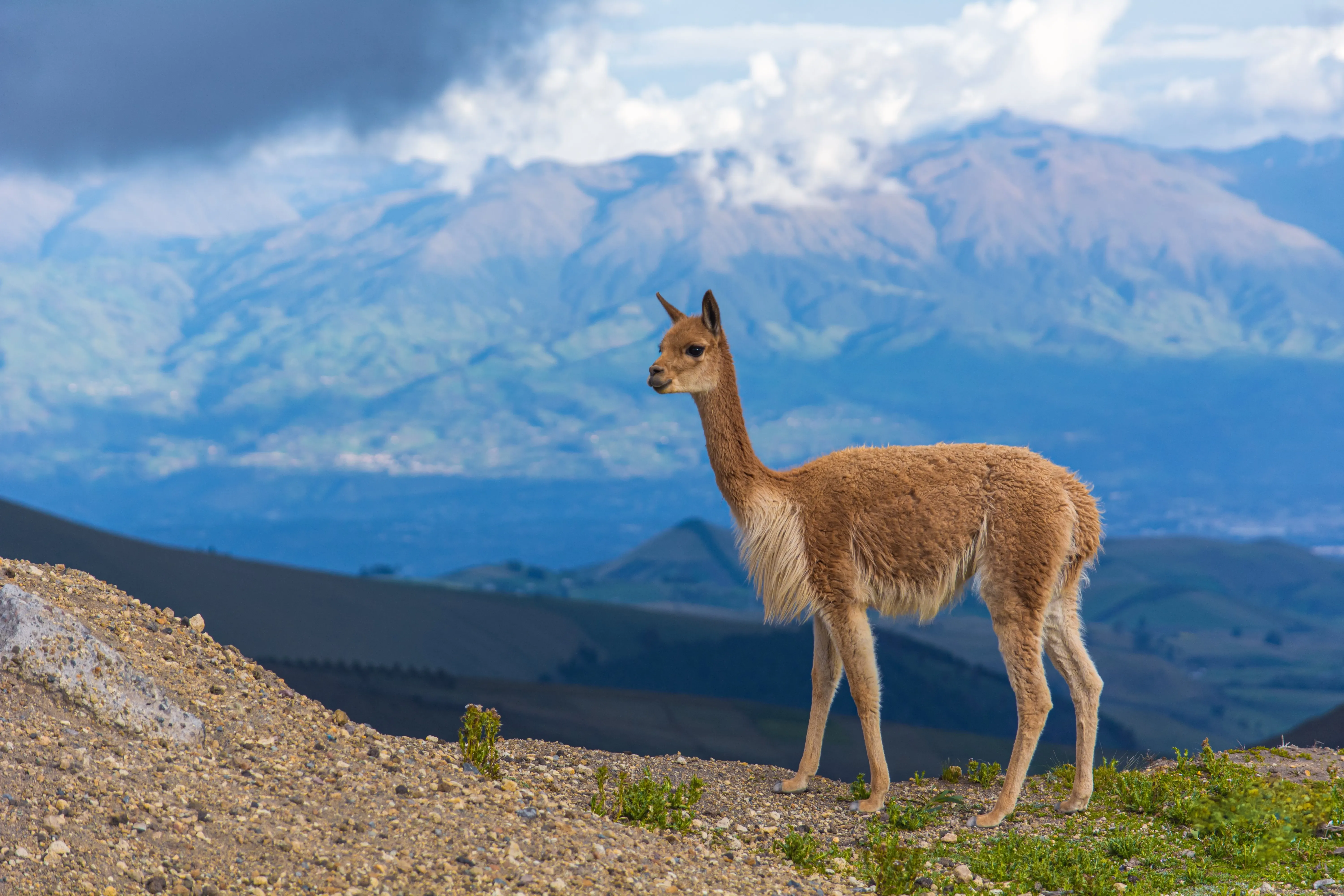 Guanaco