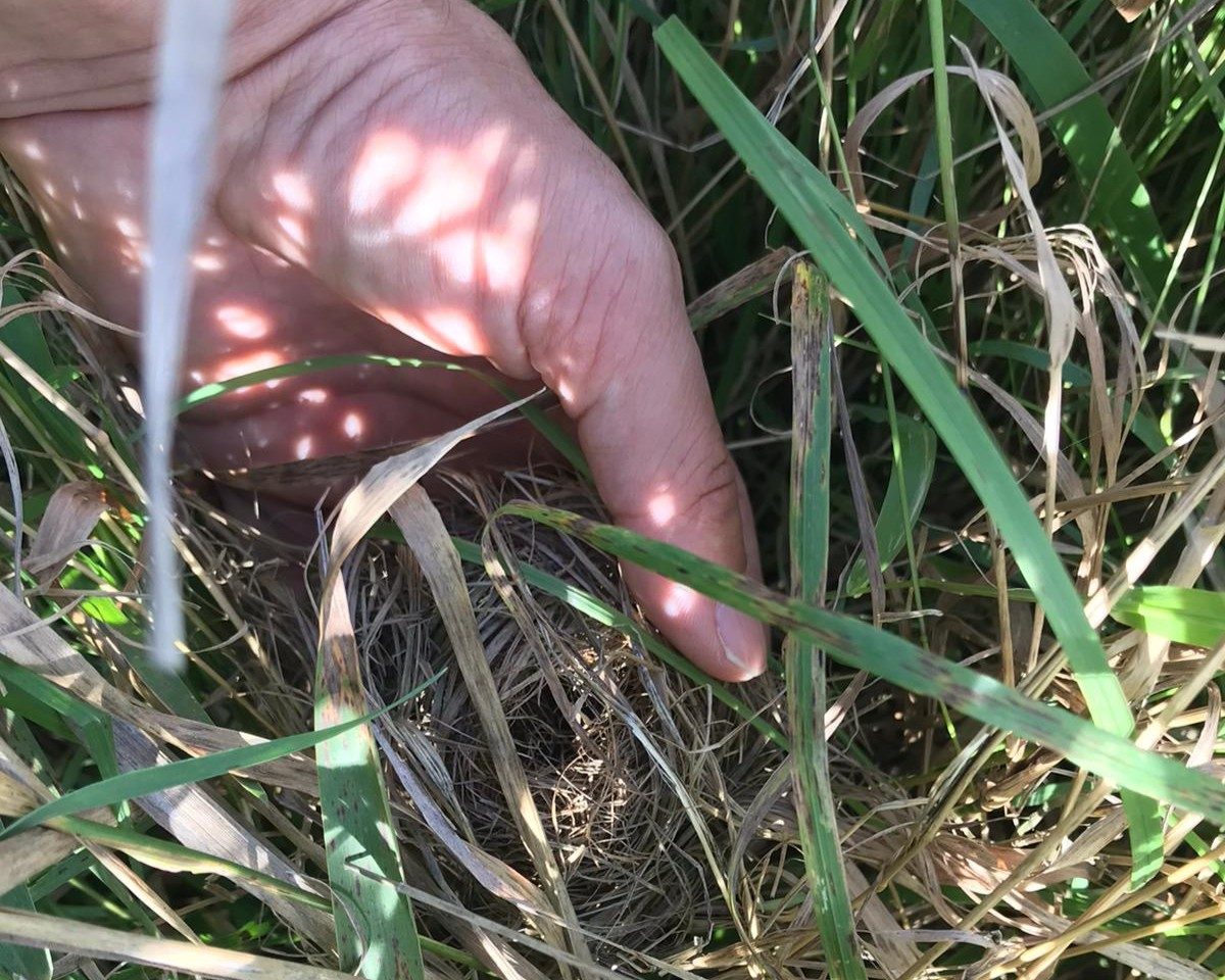 Auf der Suche nach Nestern