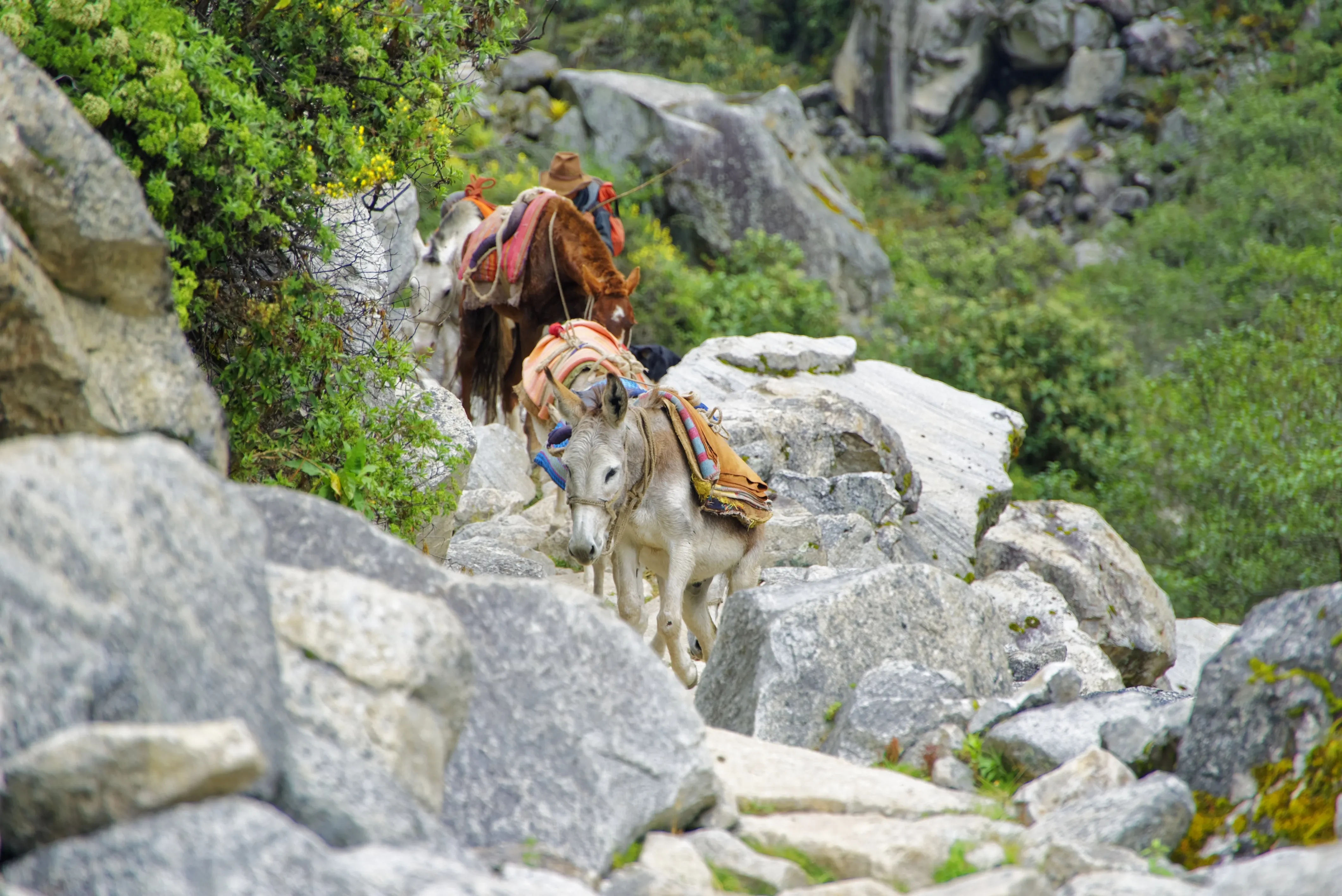 Santa cruz trekking trail