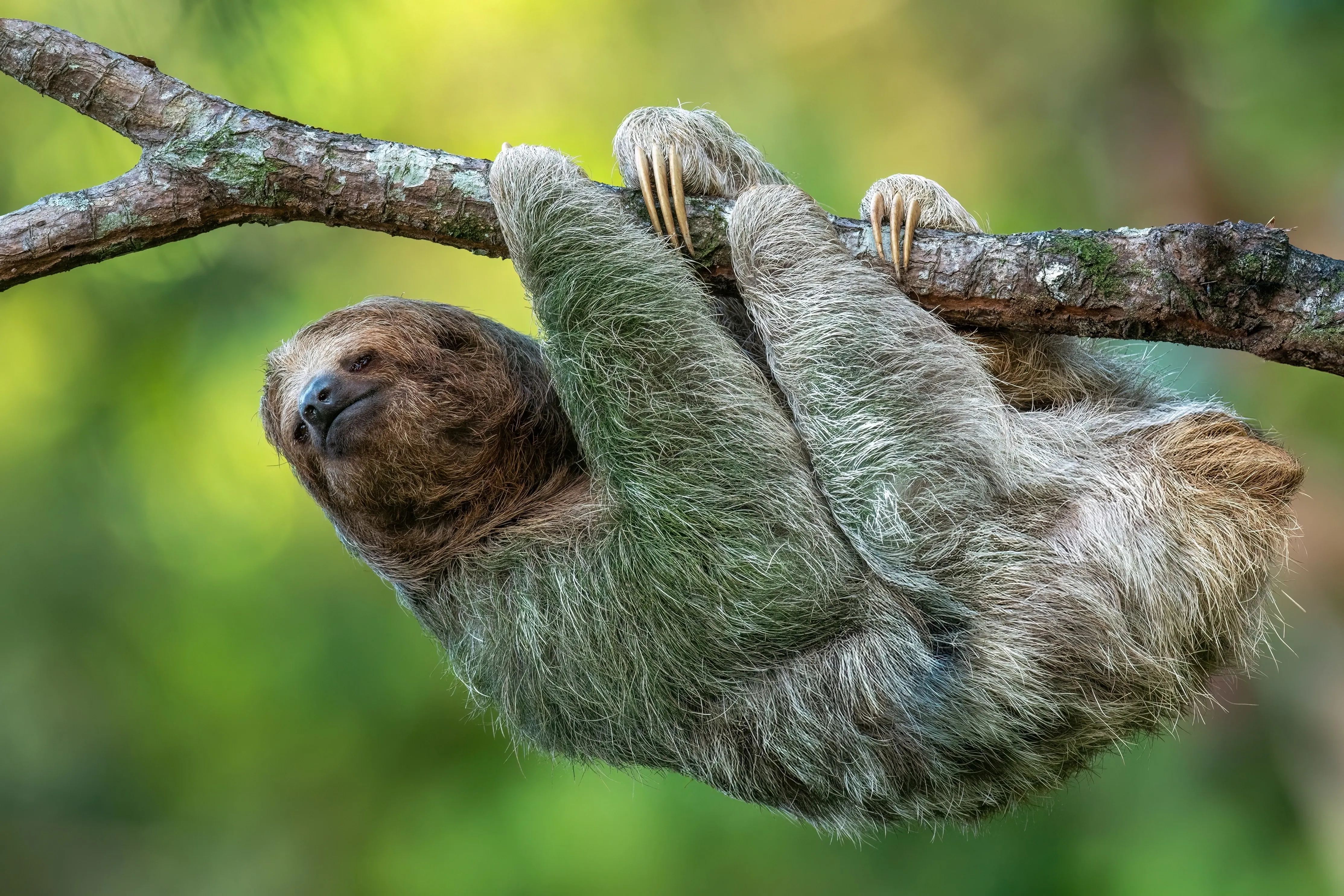 Sloth