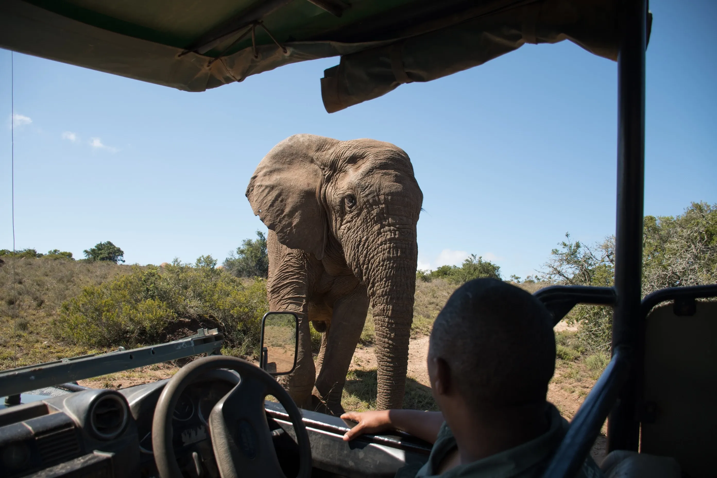 Elephant sighting during game drive