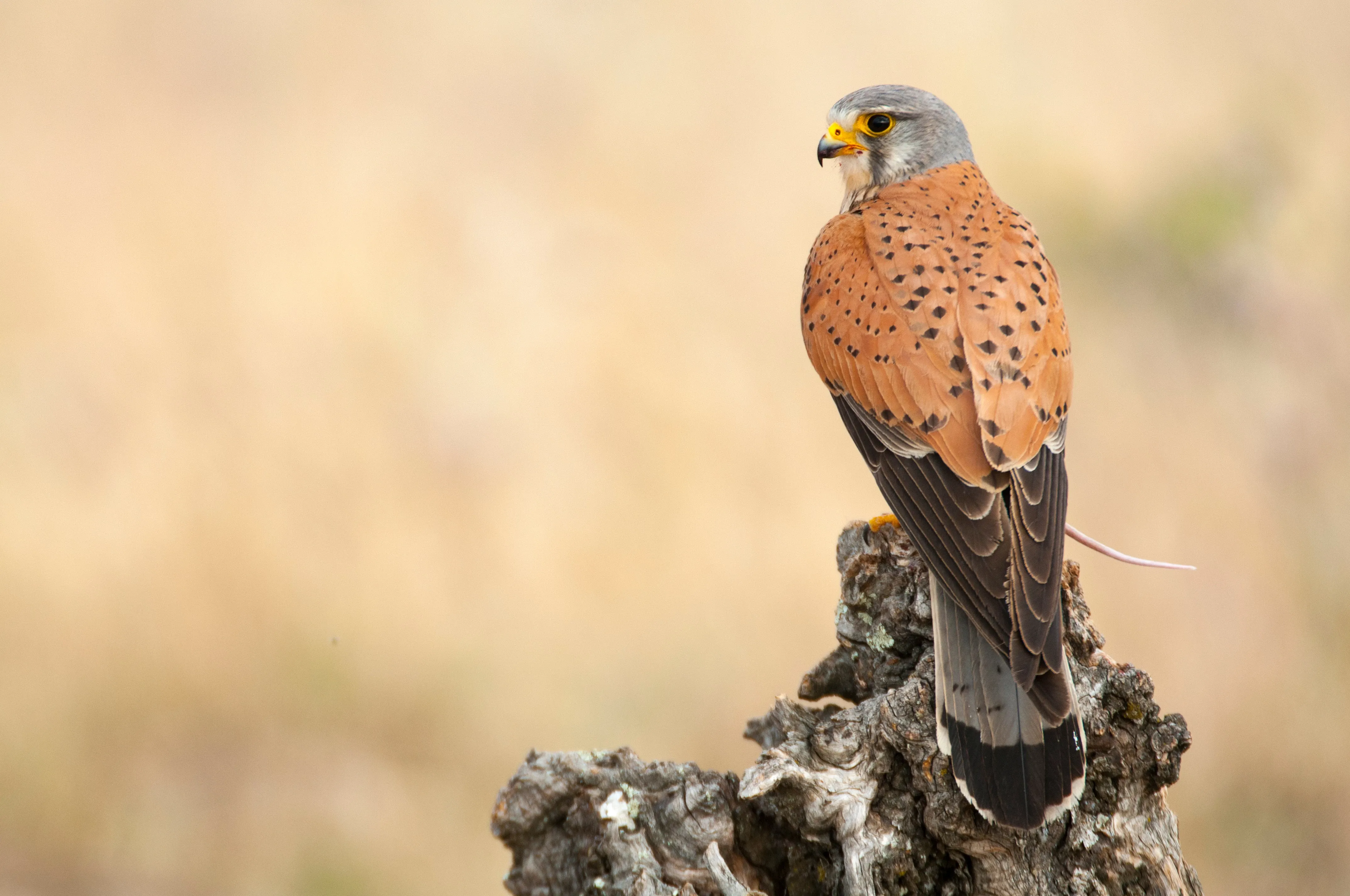 kestrel