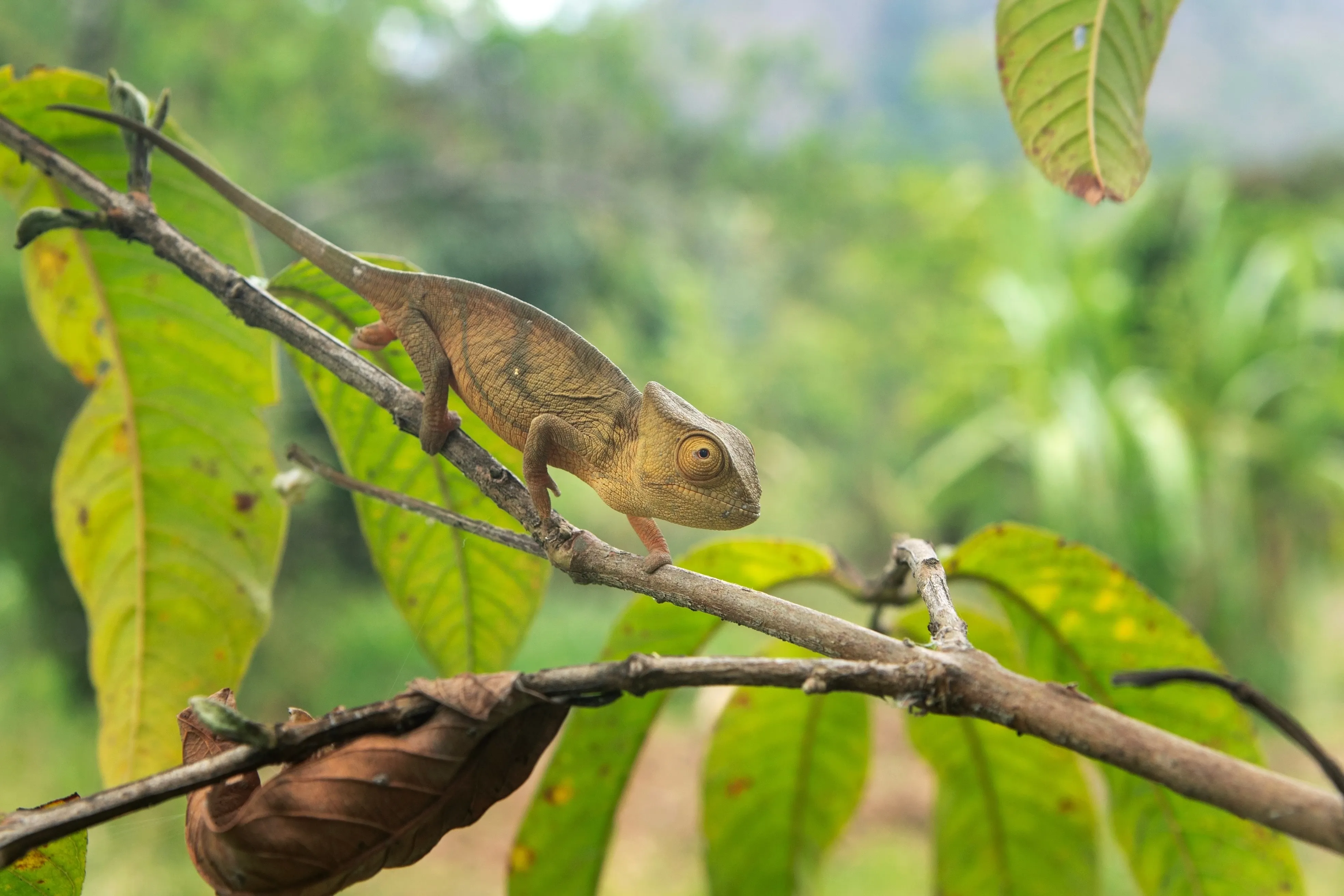 Flap necked chameleon