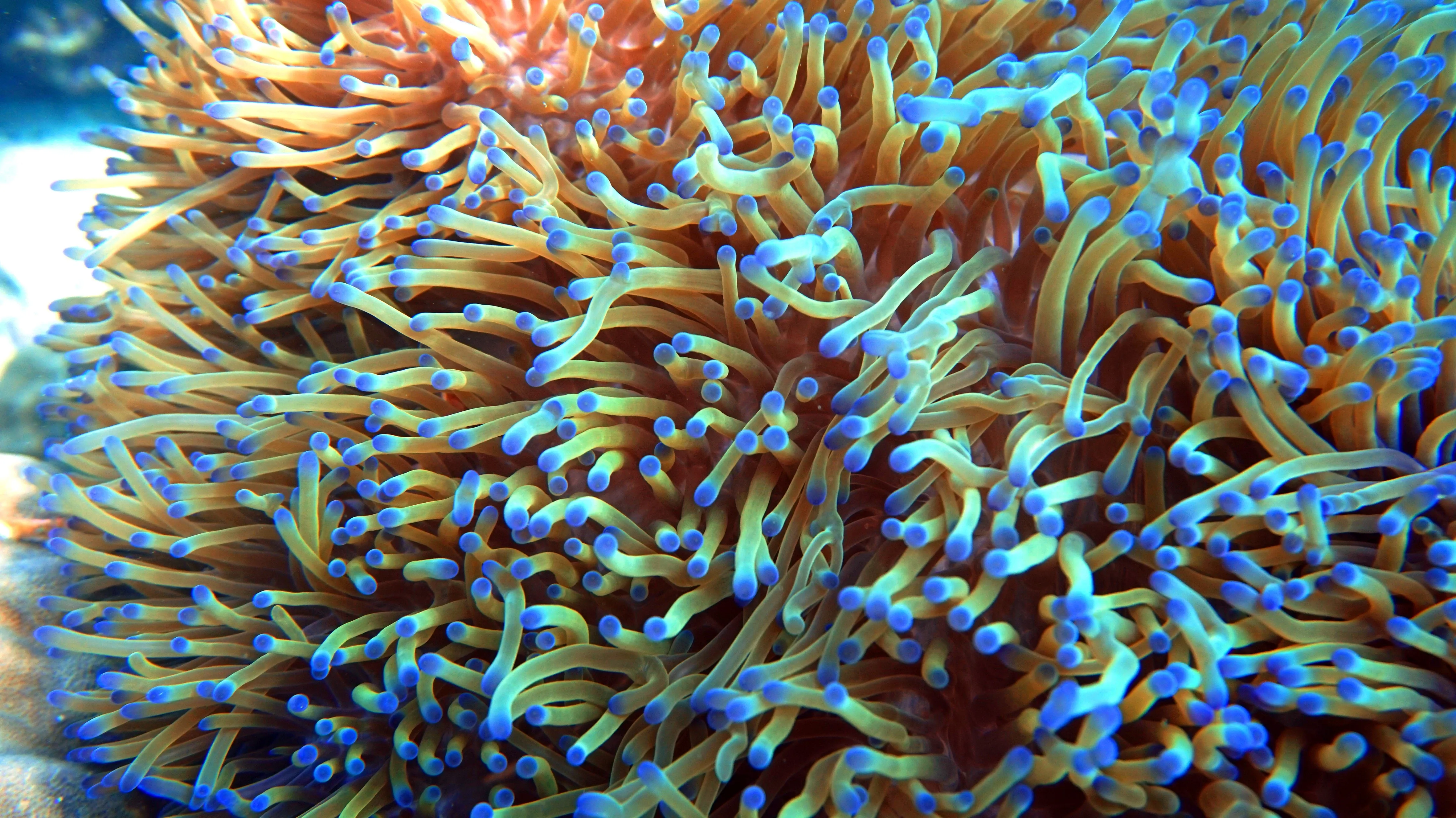 Nahaufnahme blauer Korallen