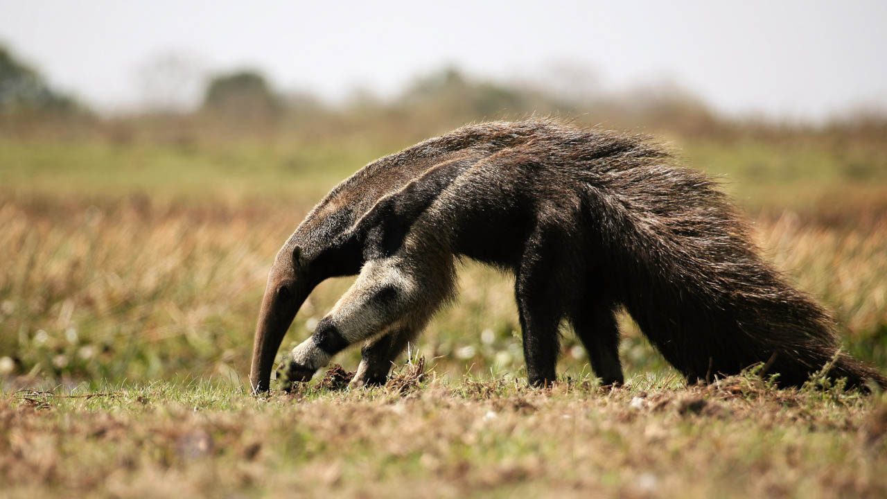 giant anteater