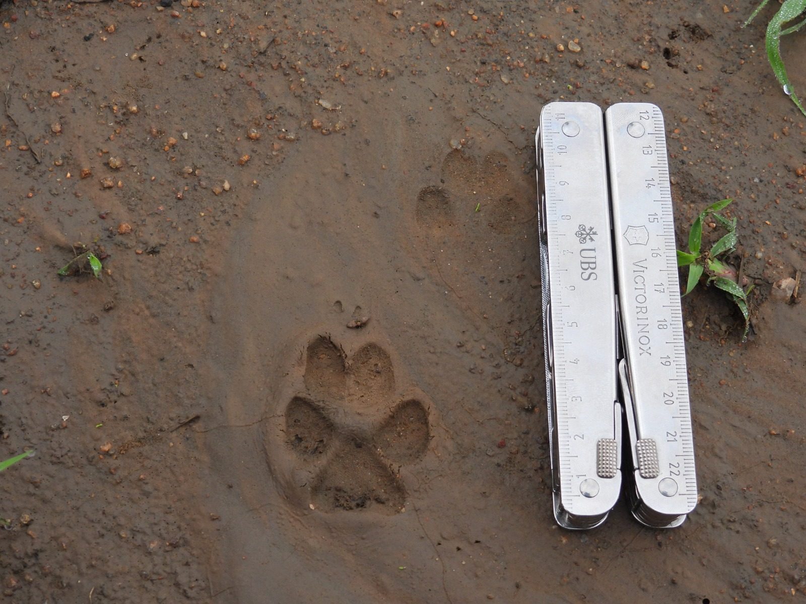 Die Spur eines Schakals